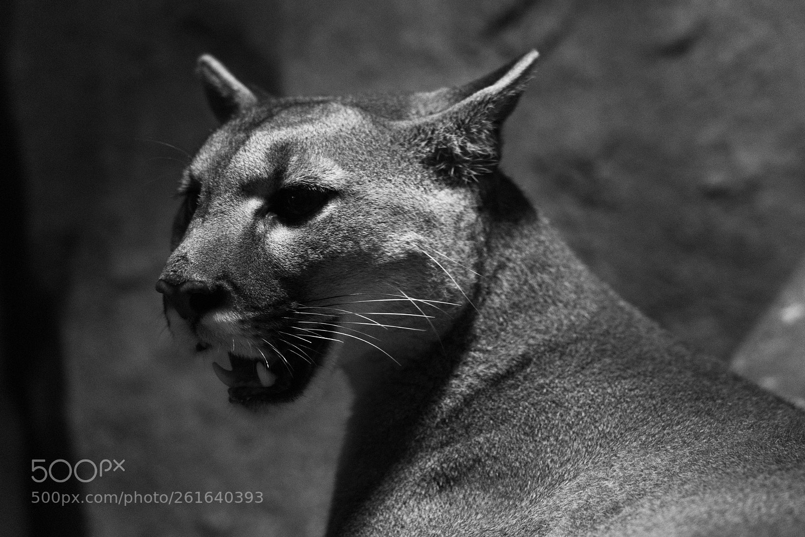 Nikon D810 sample photo. Wild portlate photography