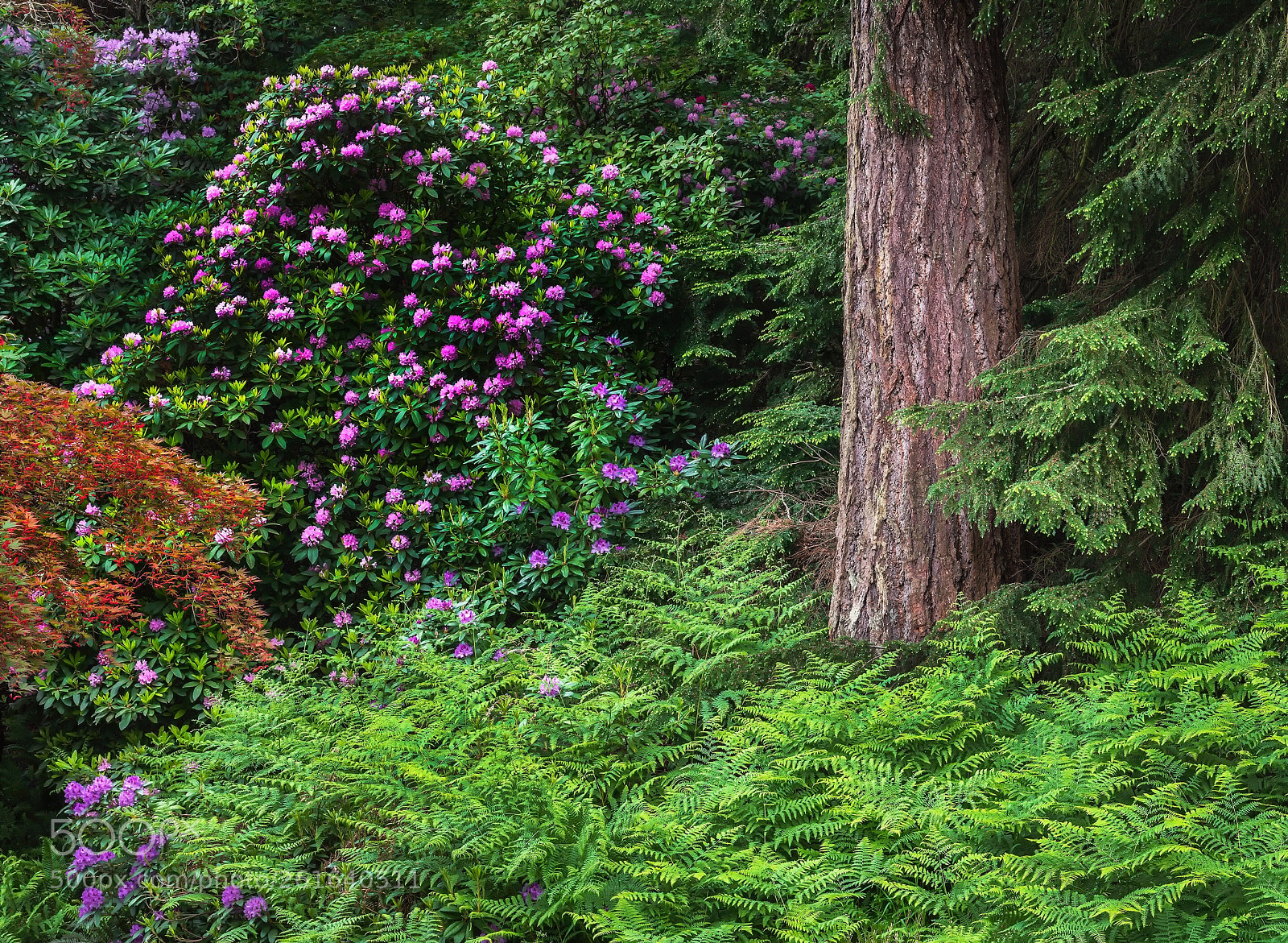 Nikon D850 sample photo. Spring forest, washington park photography