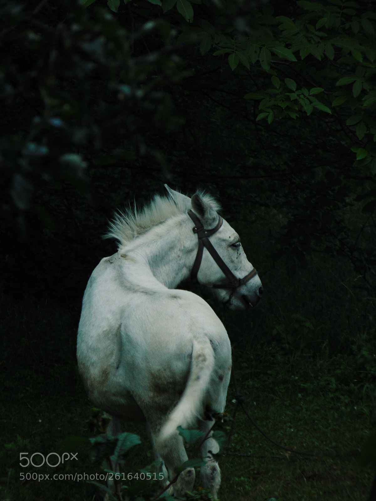 Sony Cyber-shot DSC-H300 sample photo. Horse photography
