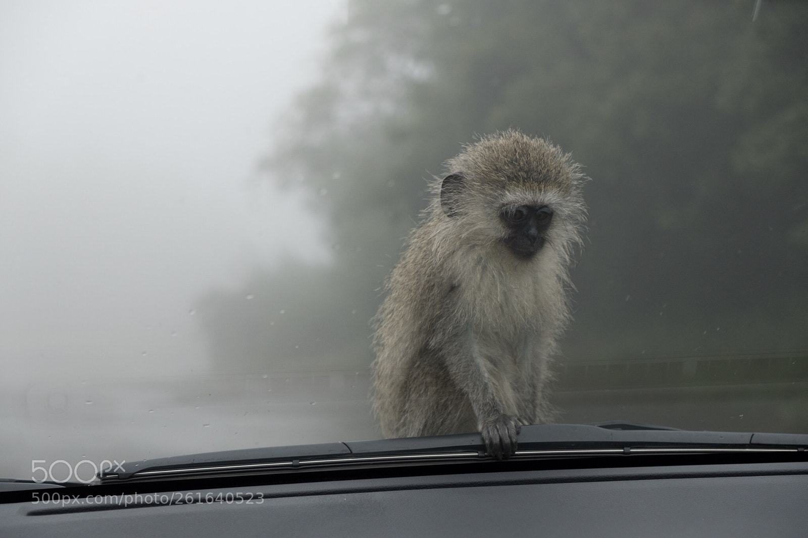 Fujifilm X-T2 sample photo. Hitch hiker - south photography