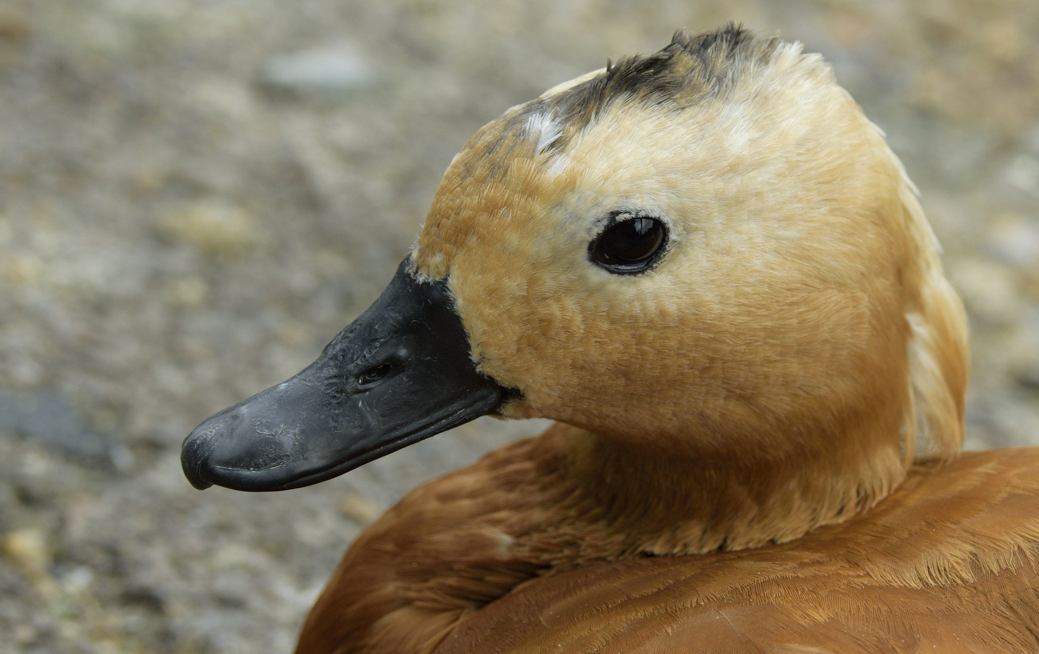 Sigma 105mm F2.8 EX DG OS HSM sample photo. Duck photography