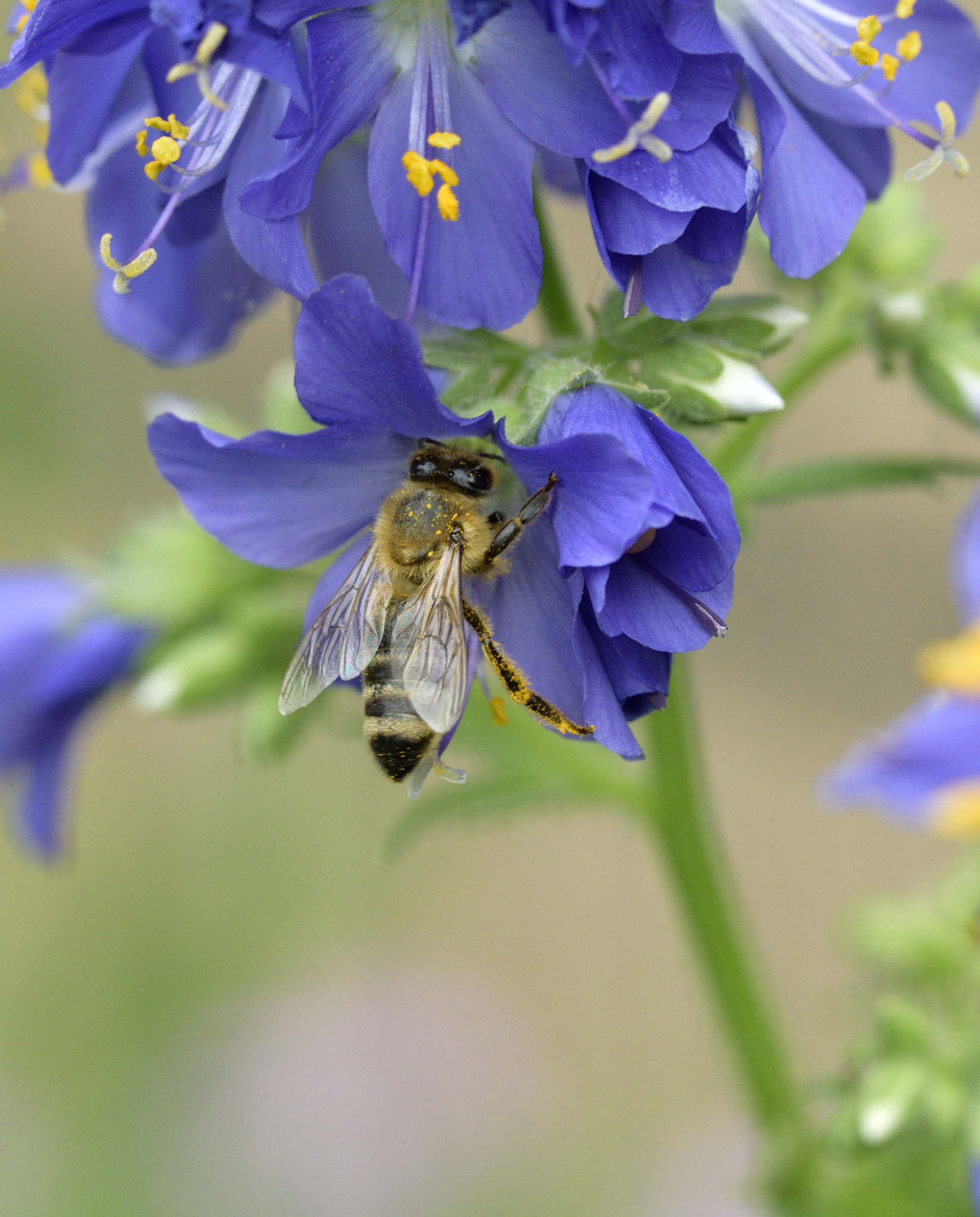 Nikon D3300 + Sigma 105mm F2.8 EX DG OS HSM sample photo. Honey bee photography