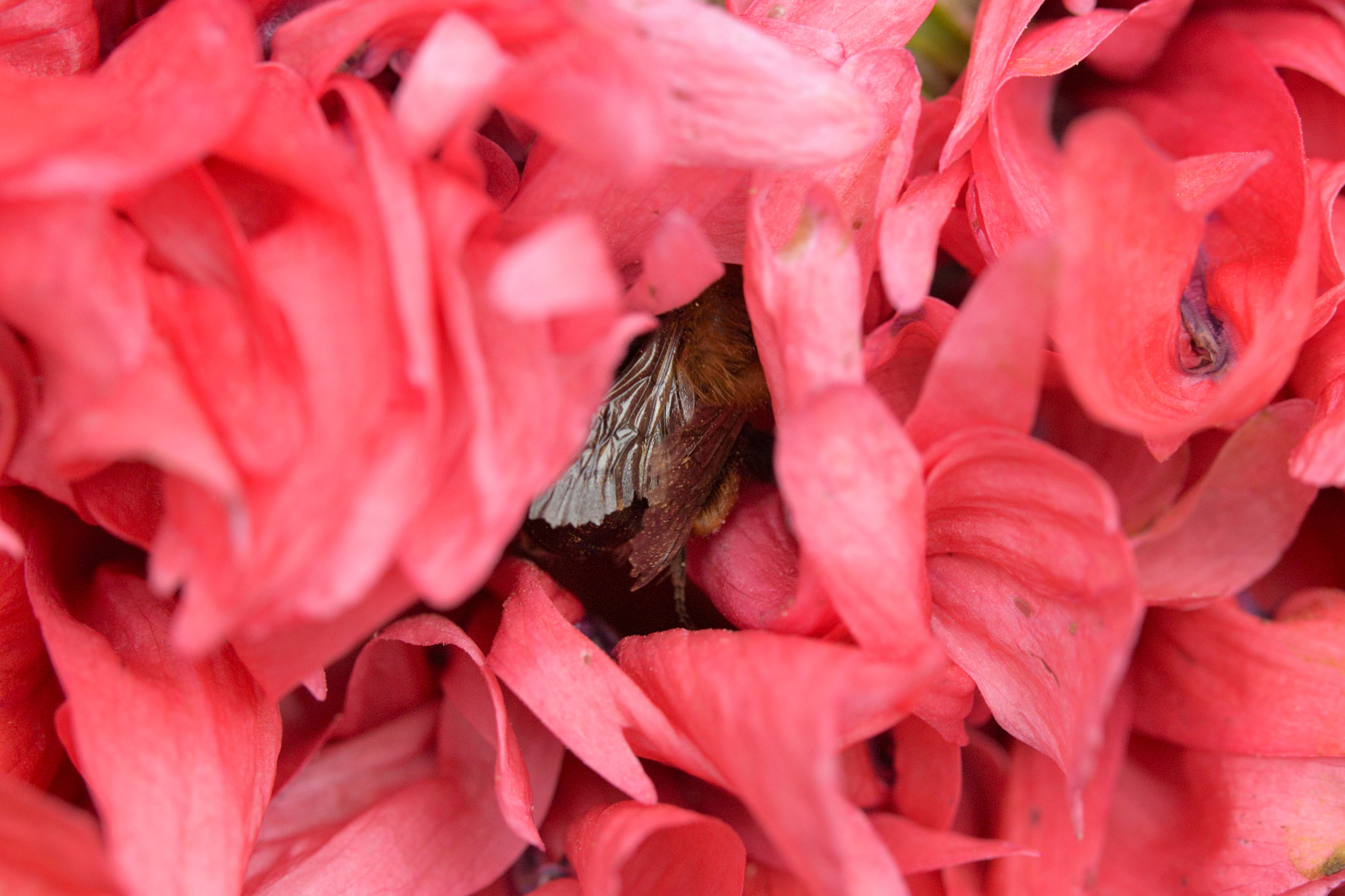 Nikon D3300 + Sigma 105mm F2.8 EX DG OS HSM sample photo. Bumble in flower photography