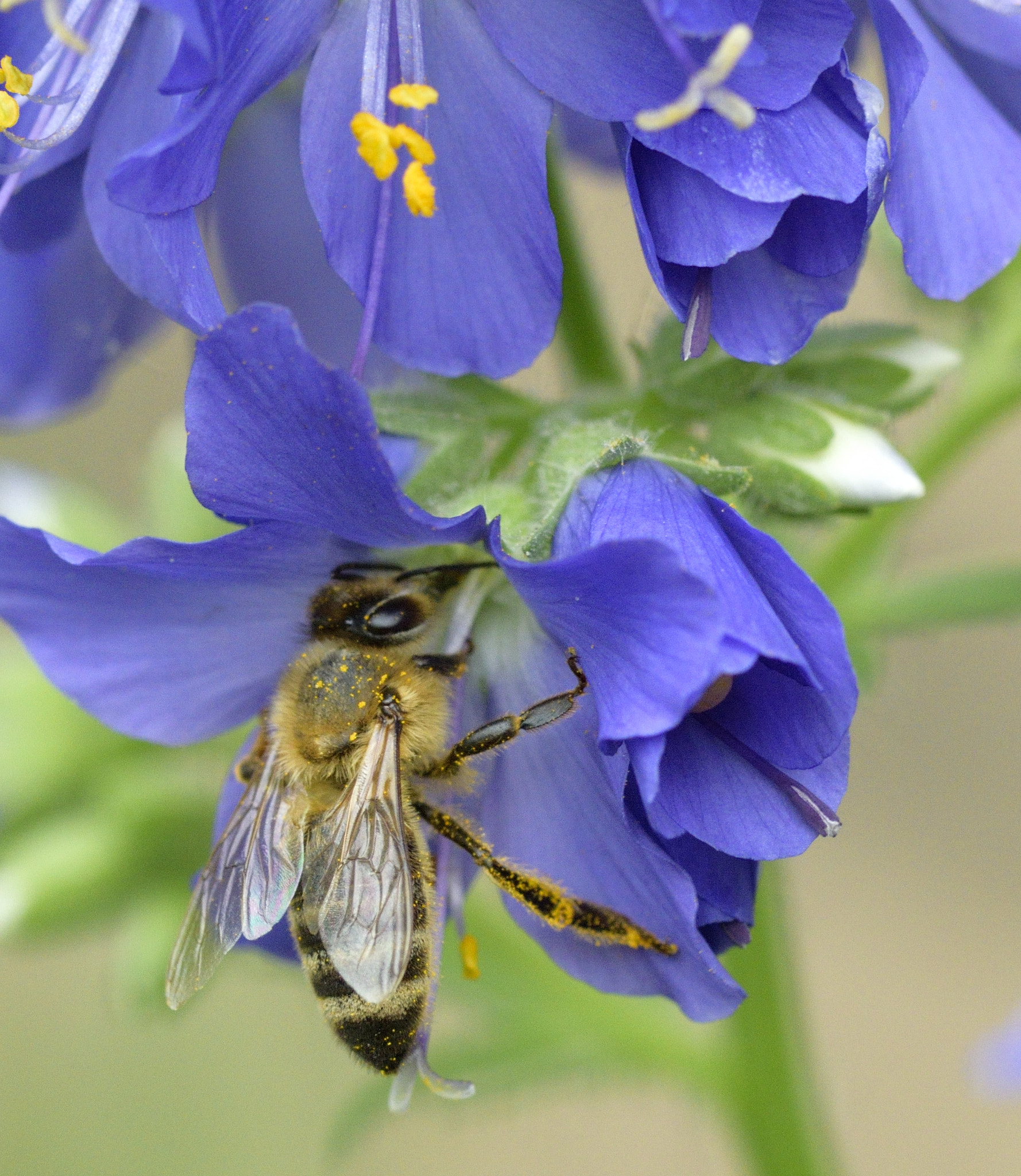 Nikon D3300 + Sigma 105mm F2.8 EX DG OS HSM sample photo. Honey bee photography