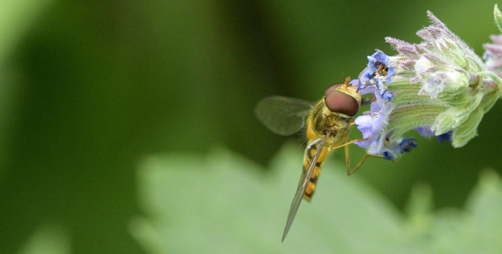 Nikon D3300 + Sigma 105mm F2.8 EX DG OS HSM sample photo. Hover fly photography