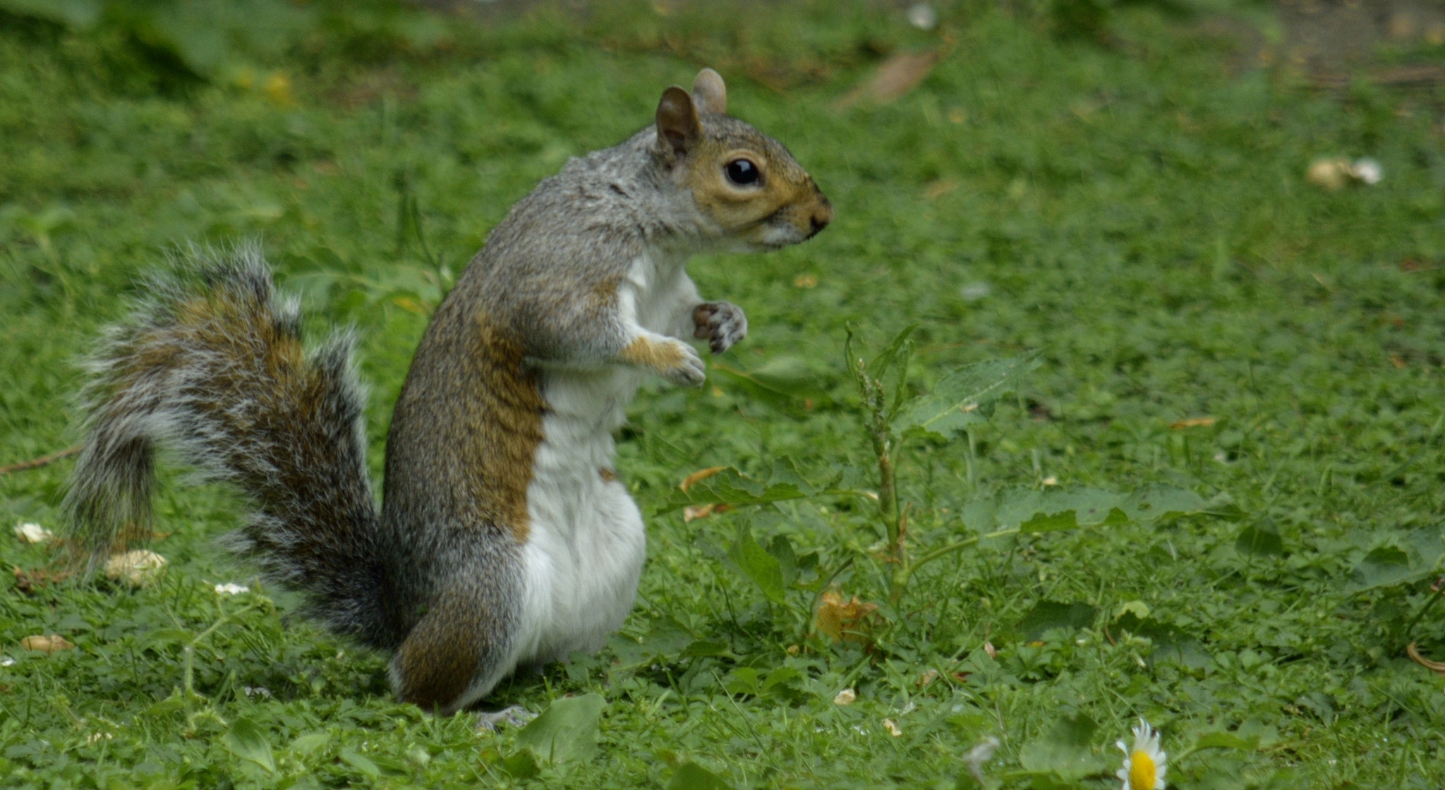 Nikon D3300 sample photo. Squirrel photography