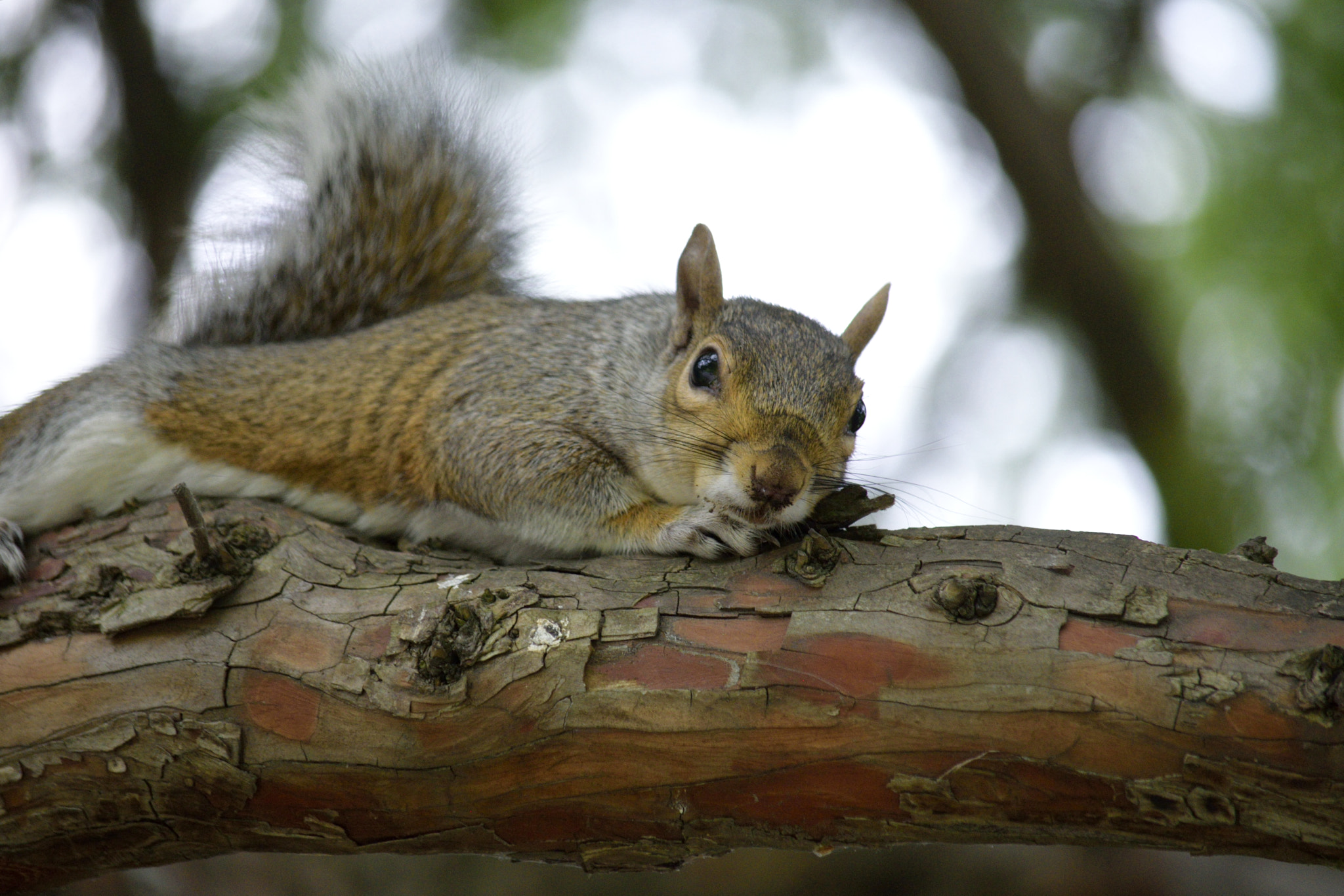 Nikon D3300 sample photo. Squirrel photography