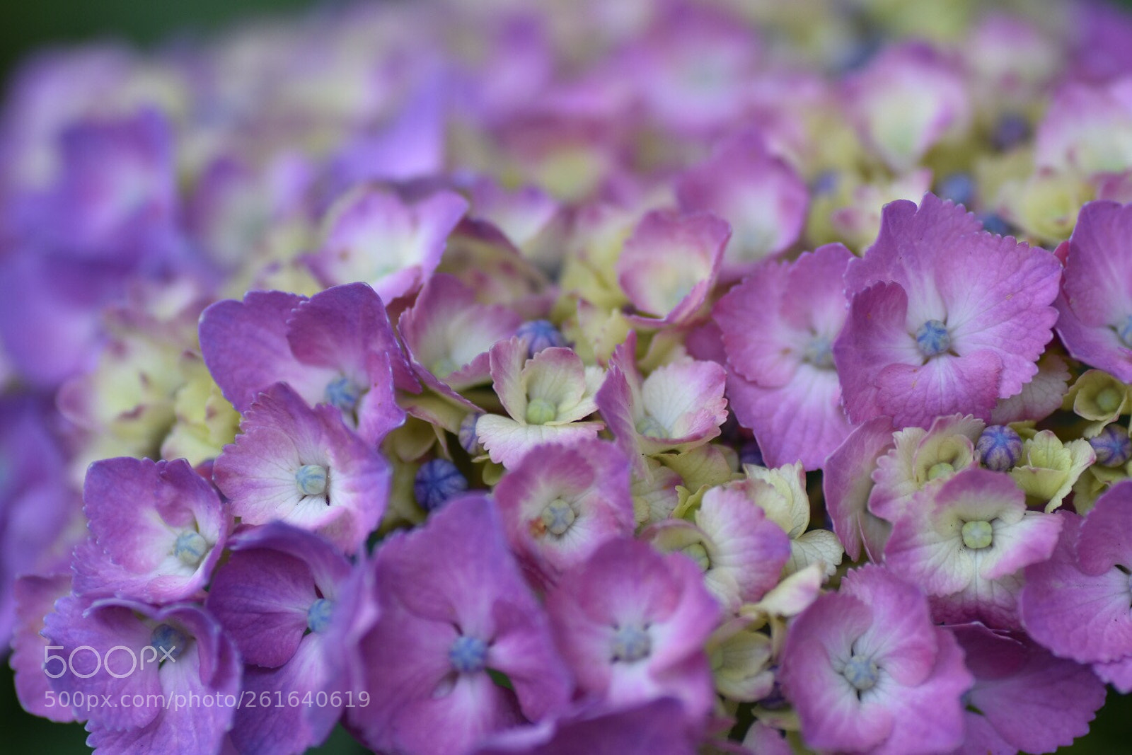 Nikon D7200 sample photo. Hydrangea photography