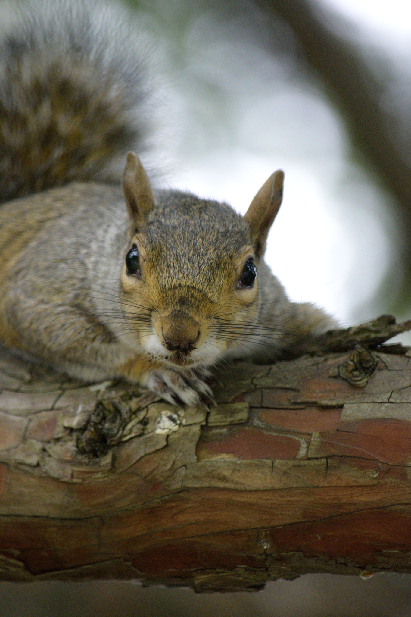 Nikon D3300 sample photo. Squirrel photography