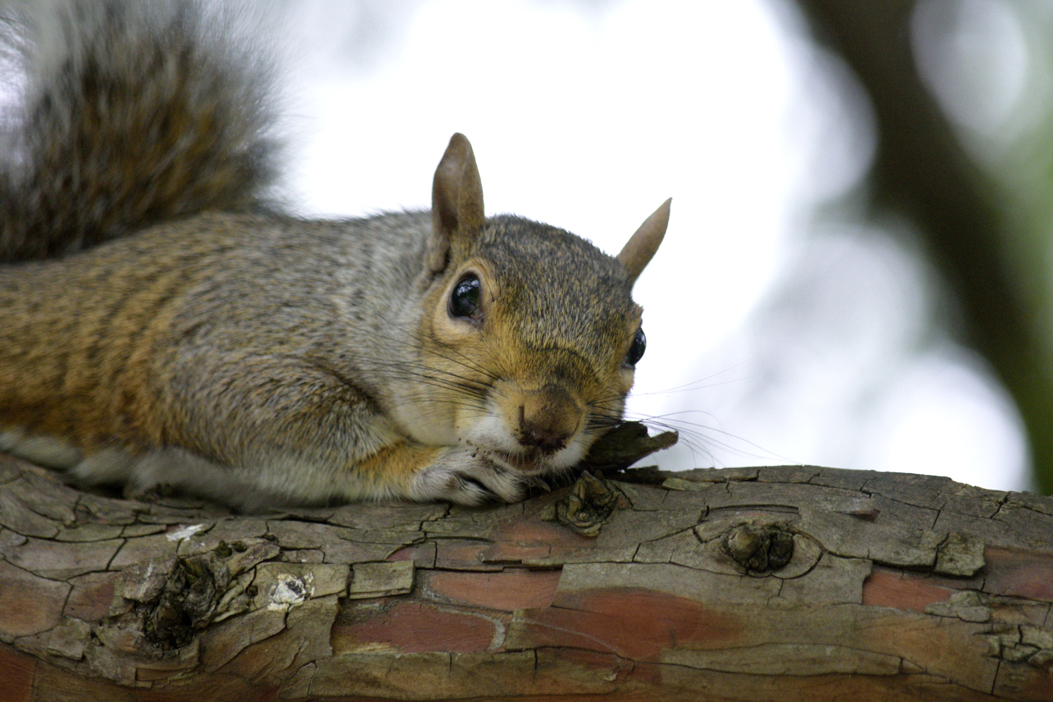 Nikon D3300 sample photo. Squirrel photography