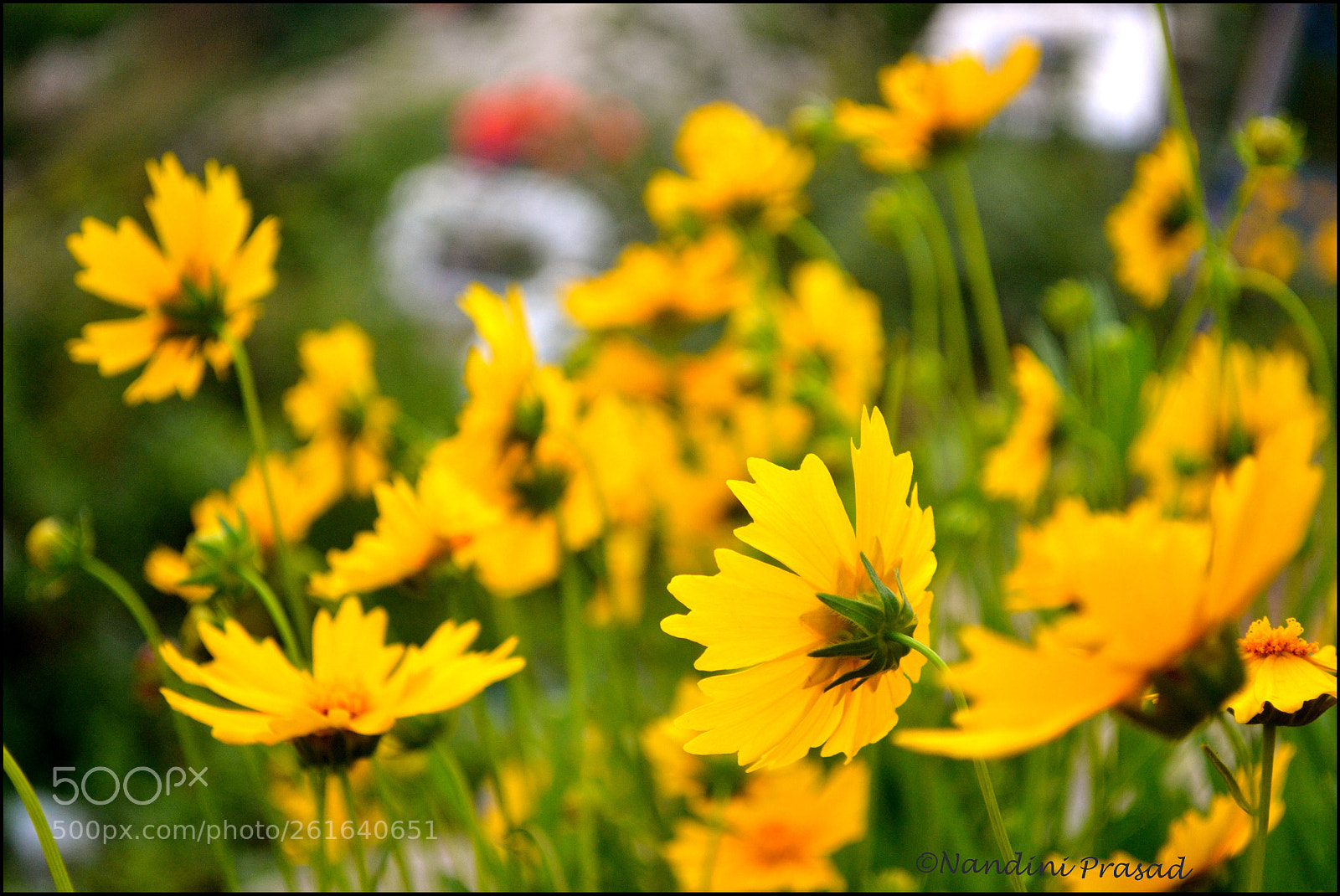 Nikon D3100 sample photo. Beauty of yellow! photography