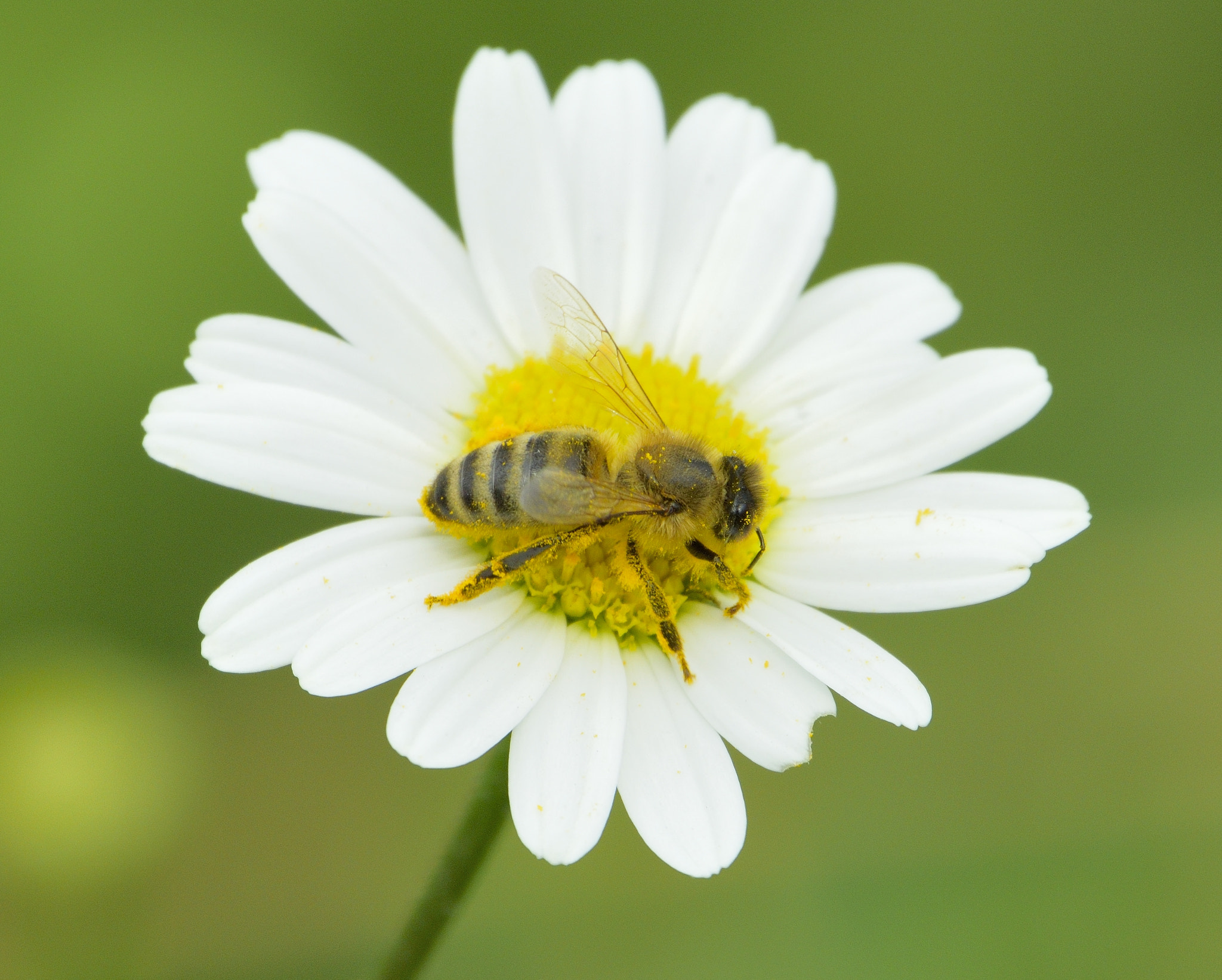 Nikon D3300 sample photo. Honey bee photography