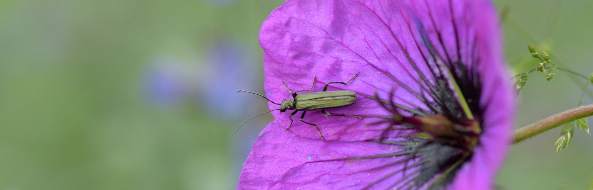 Sigma 105mm F2.8 EX DG OS HSM sample photo. Insect photography