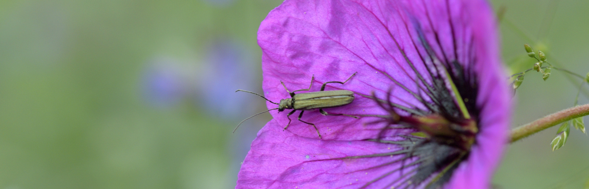 Nikon D3300 + Sigma 105mm F2.8 EX DG OS HSM sample photo. Insect photography