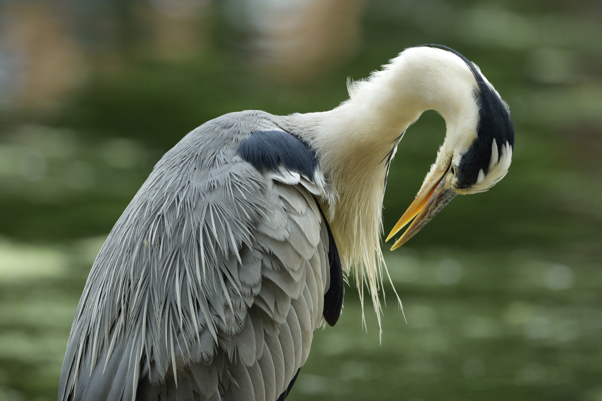 Nikon D3300 + Sigma 150-600mm F5-6.3 DG OS HSM | C sample photo. Heron photography