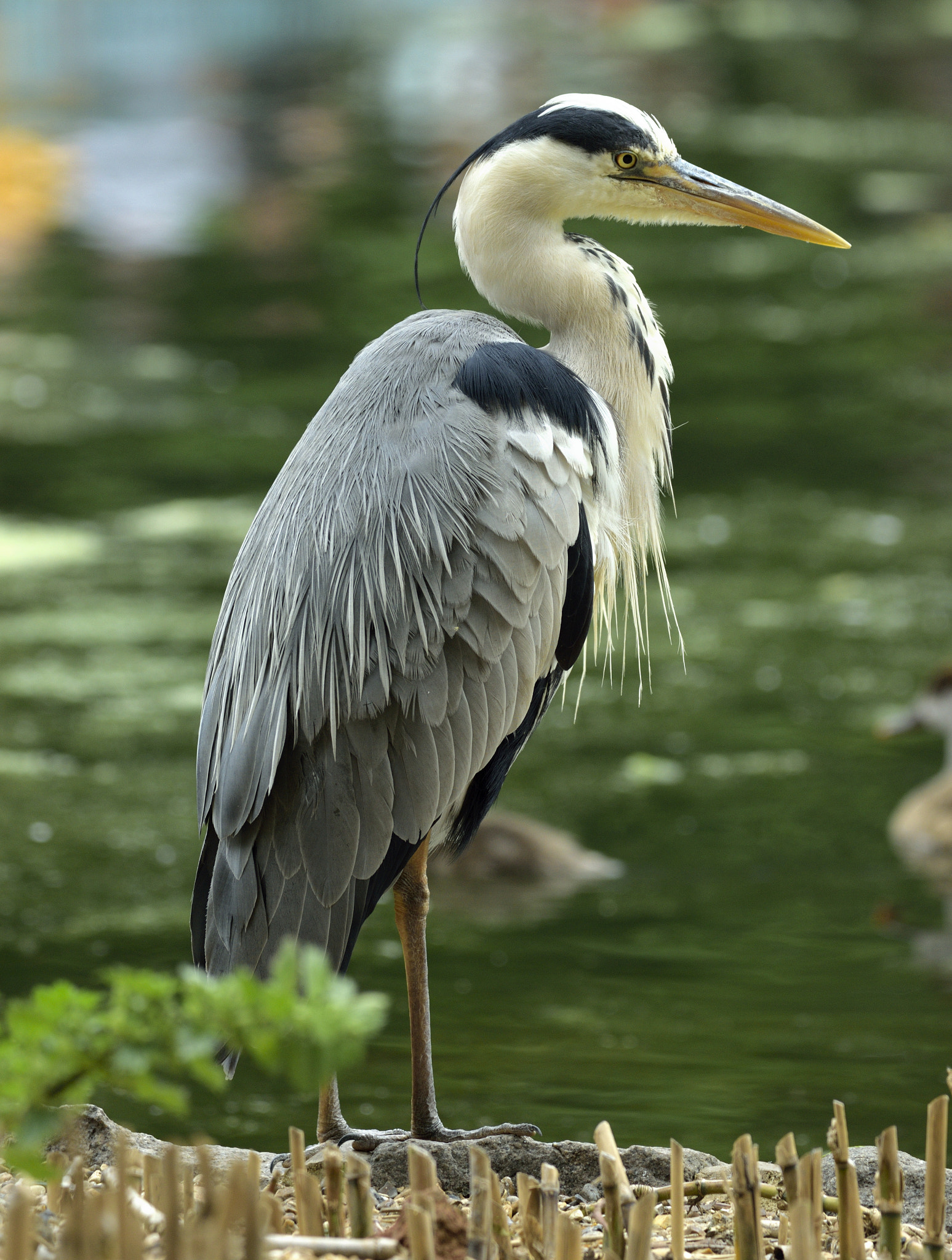 Sigma 150-600mm F5-6.3 DG OS HSM | C sample photo. Heron photography