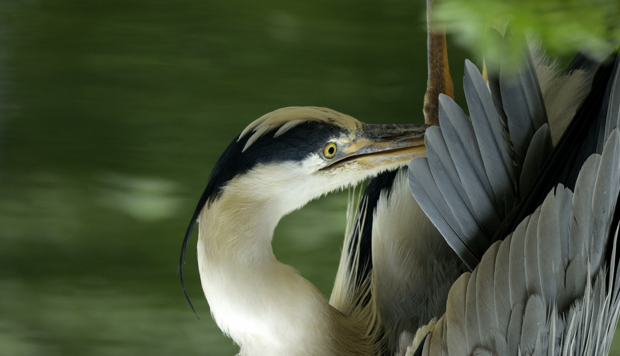 Sigma 150-600mm F5-6.3 DG OS HSM | C sample photo. Heron photography