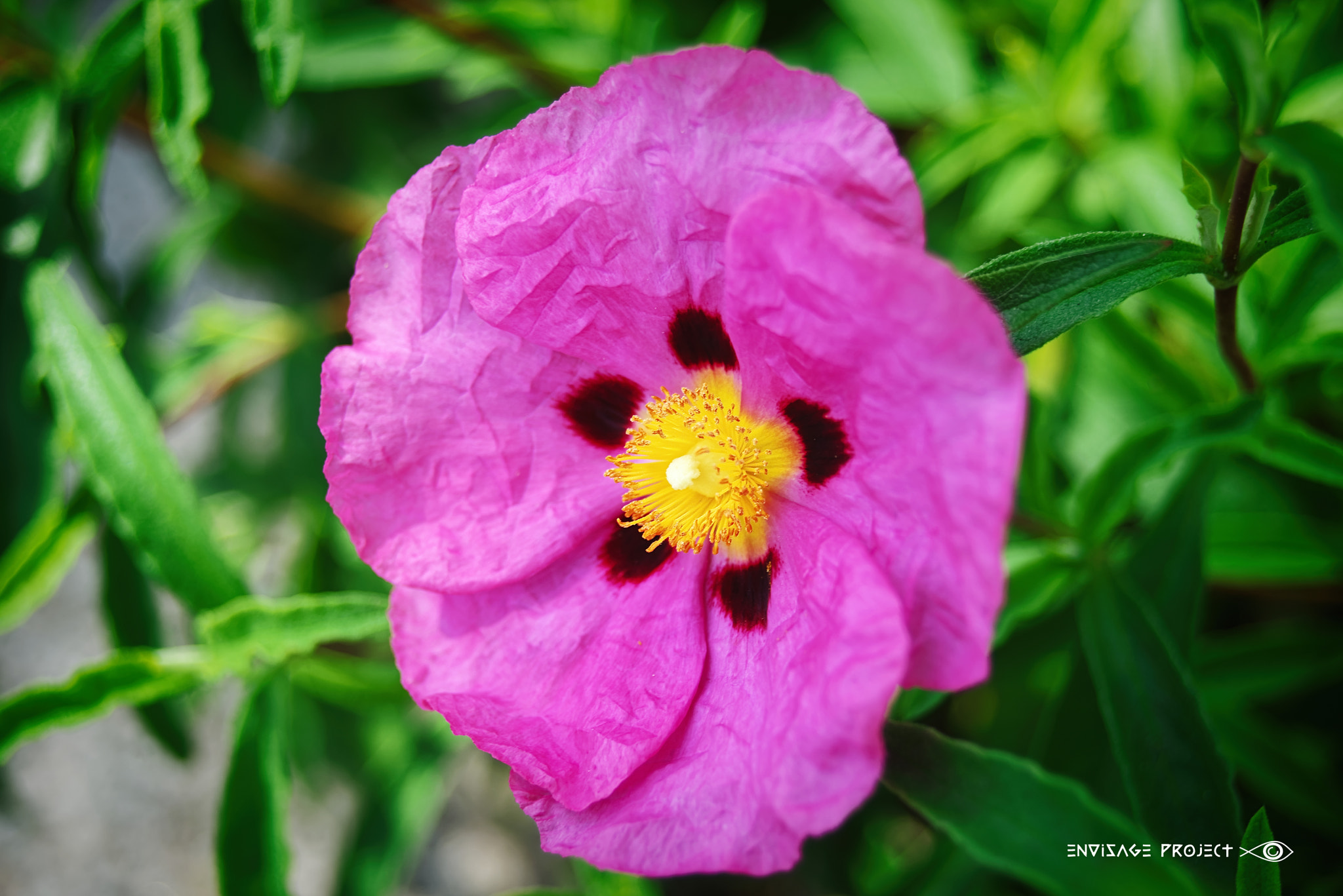 Sony a7R sample photo. Pink rock rose photography