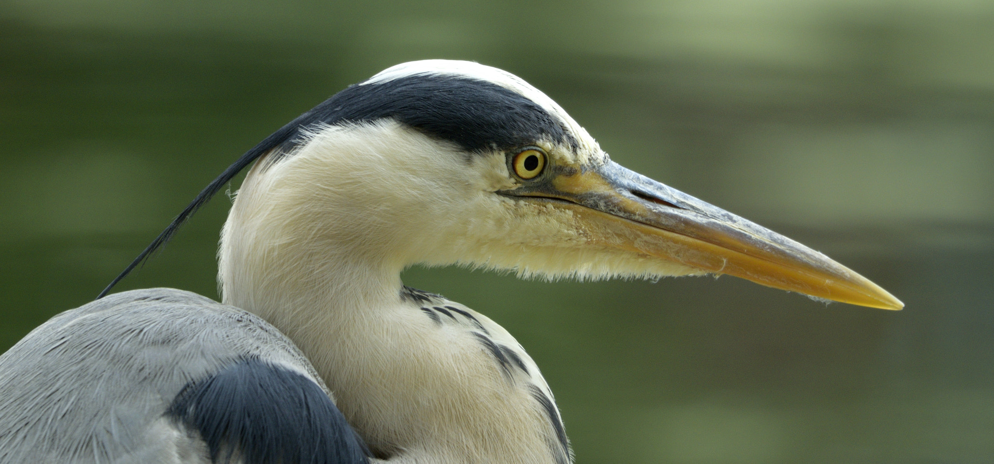 Sigma 150-600mm F5-6.3 DG OS HSM | C sample photo. Heron photography