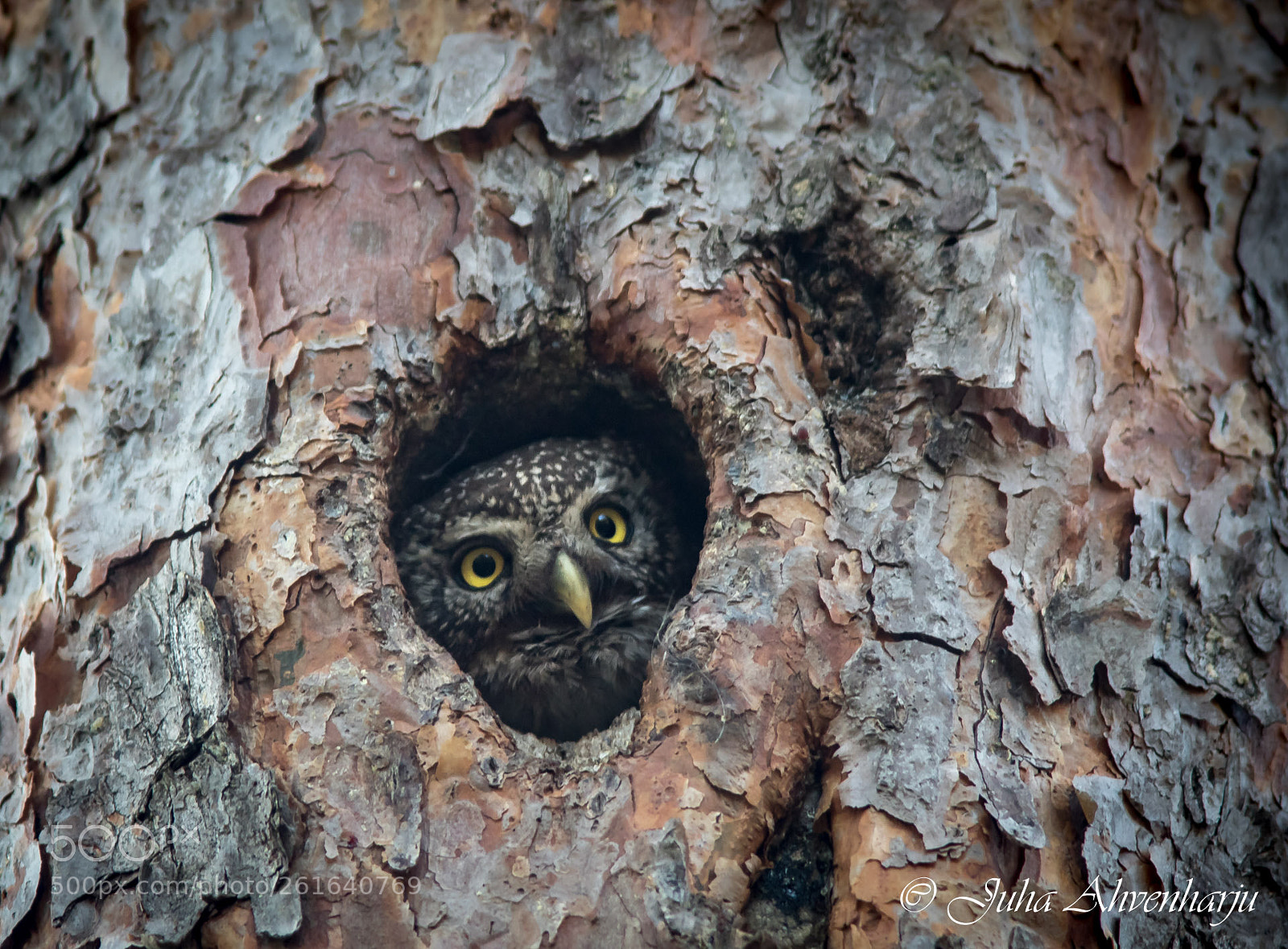 Canon EOS 7D Mark II sample photo. Pygmy owl photography