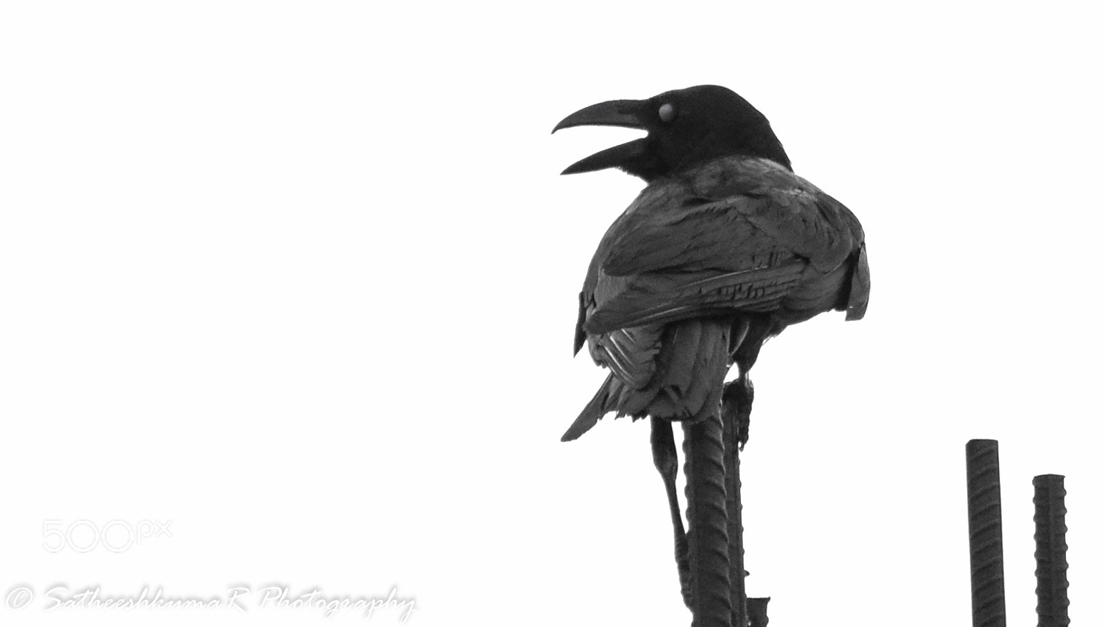 Nikon D3100 sample photo. Fear ! photography