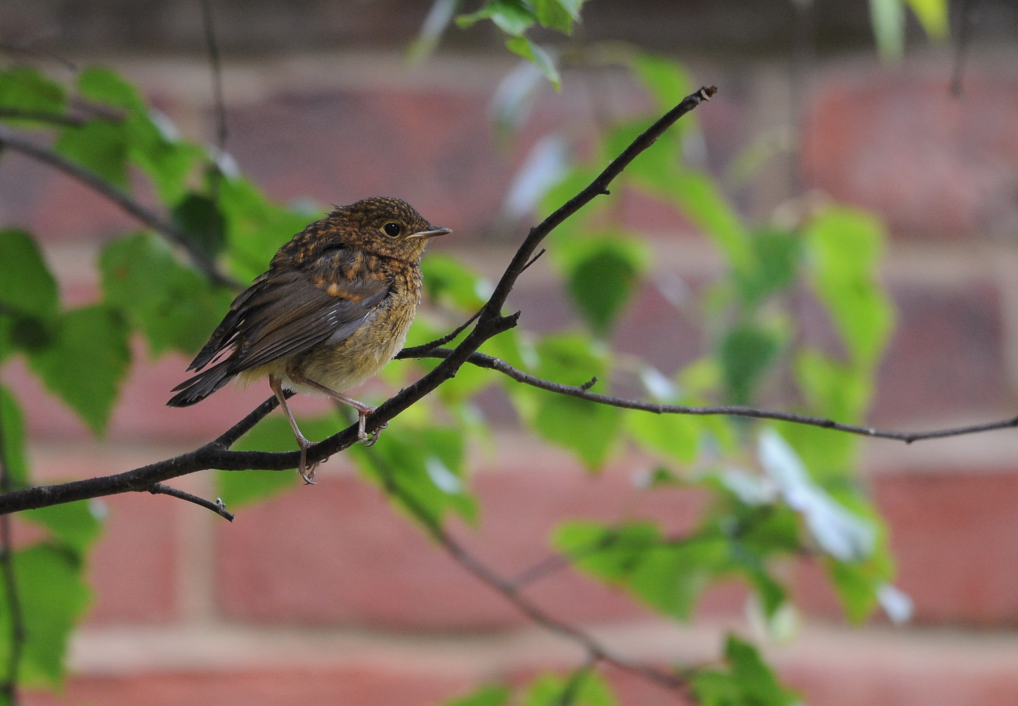 Sigma 150-600mm F5-6.3 DG OS HSM | C sample photo. Robin chick photography