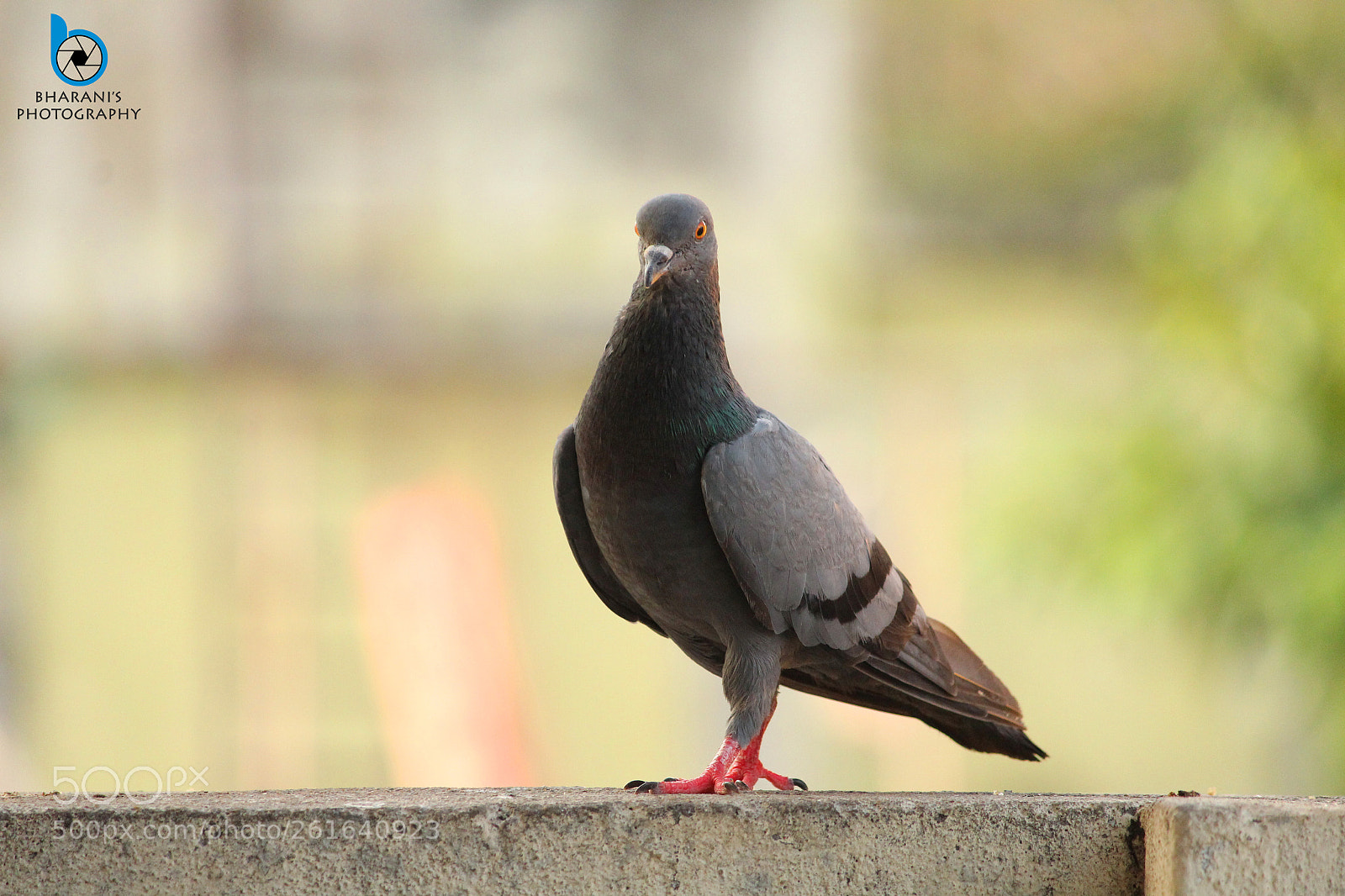 Canon EOS 1200D (EOS Rebel T5 / EOS Kiss X70 / EOS Hi) sample photo. Caught a pigeon in photography