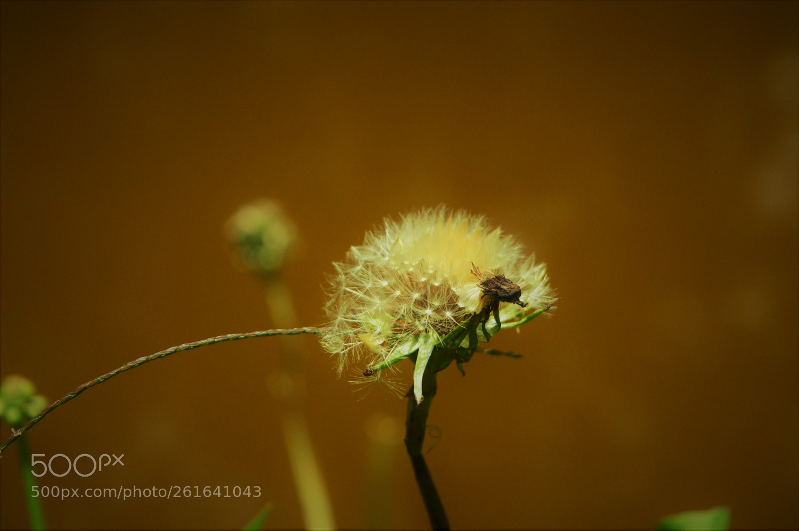 Nikon D3200 sample photo. Dandelion photography