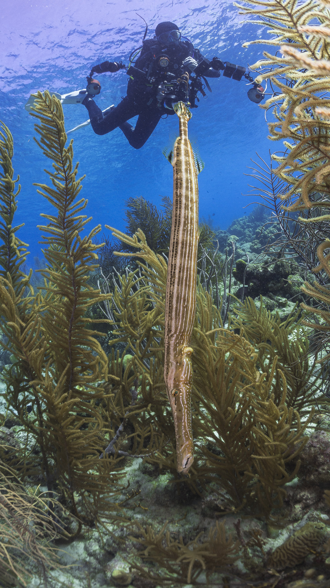 Sony a6500 sample photo. Meet the trumpetfish photography