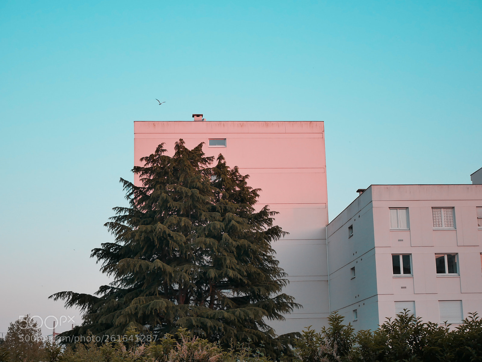Panasonic Lumix DMC-GX85 (Lumix DMC-GX80 / Lumix DMC-GX7 Mark II) sample photo. Mouette photography