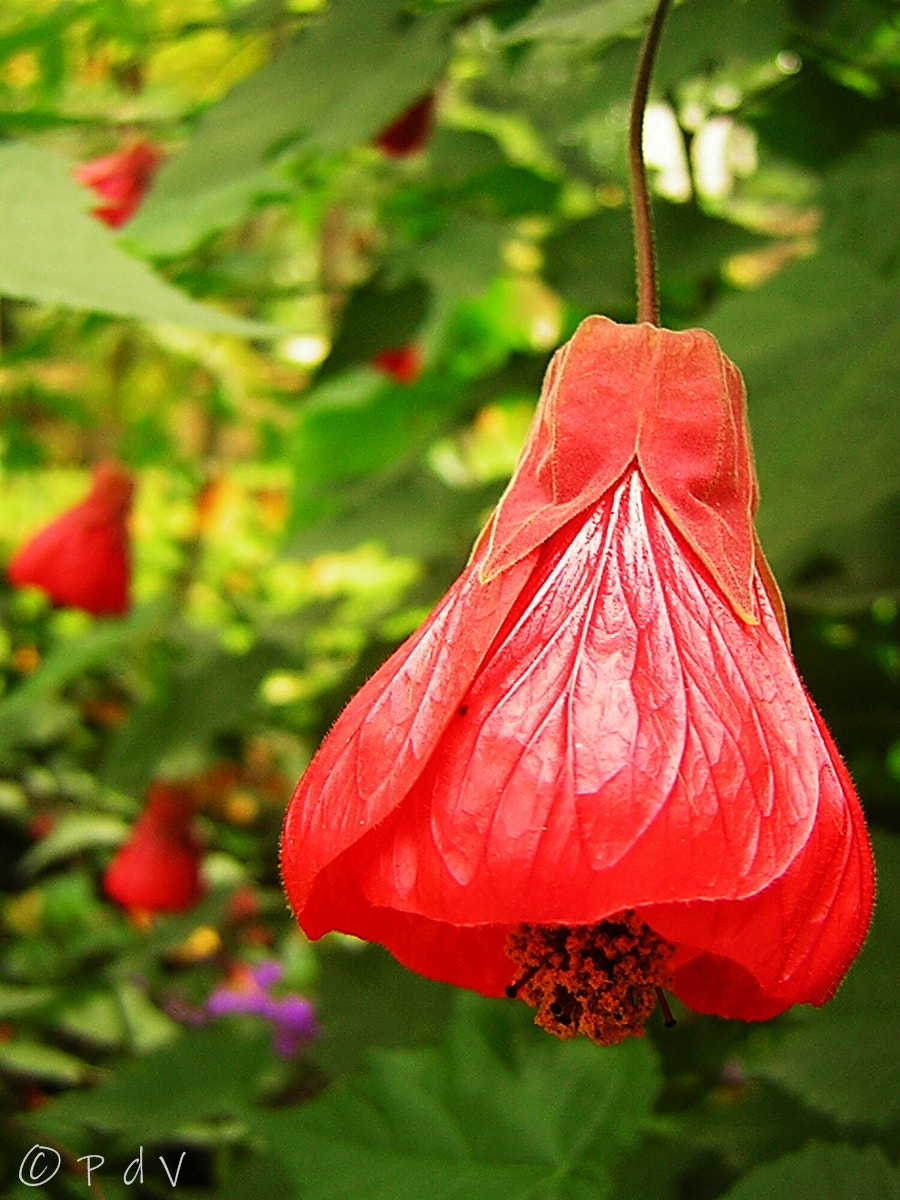 Nikon E2200 sample photo. Red bell photography