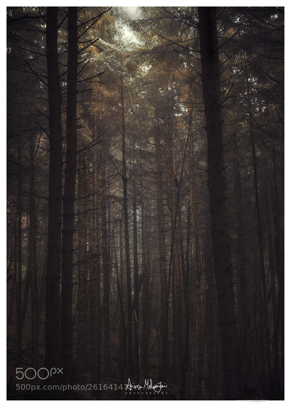 Nikon D810 sample photo. Dead wood photography