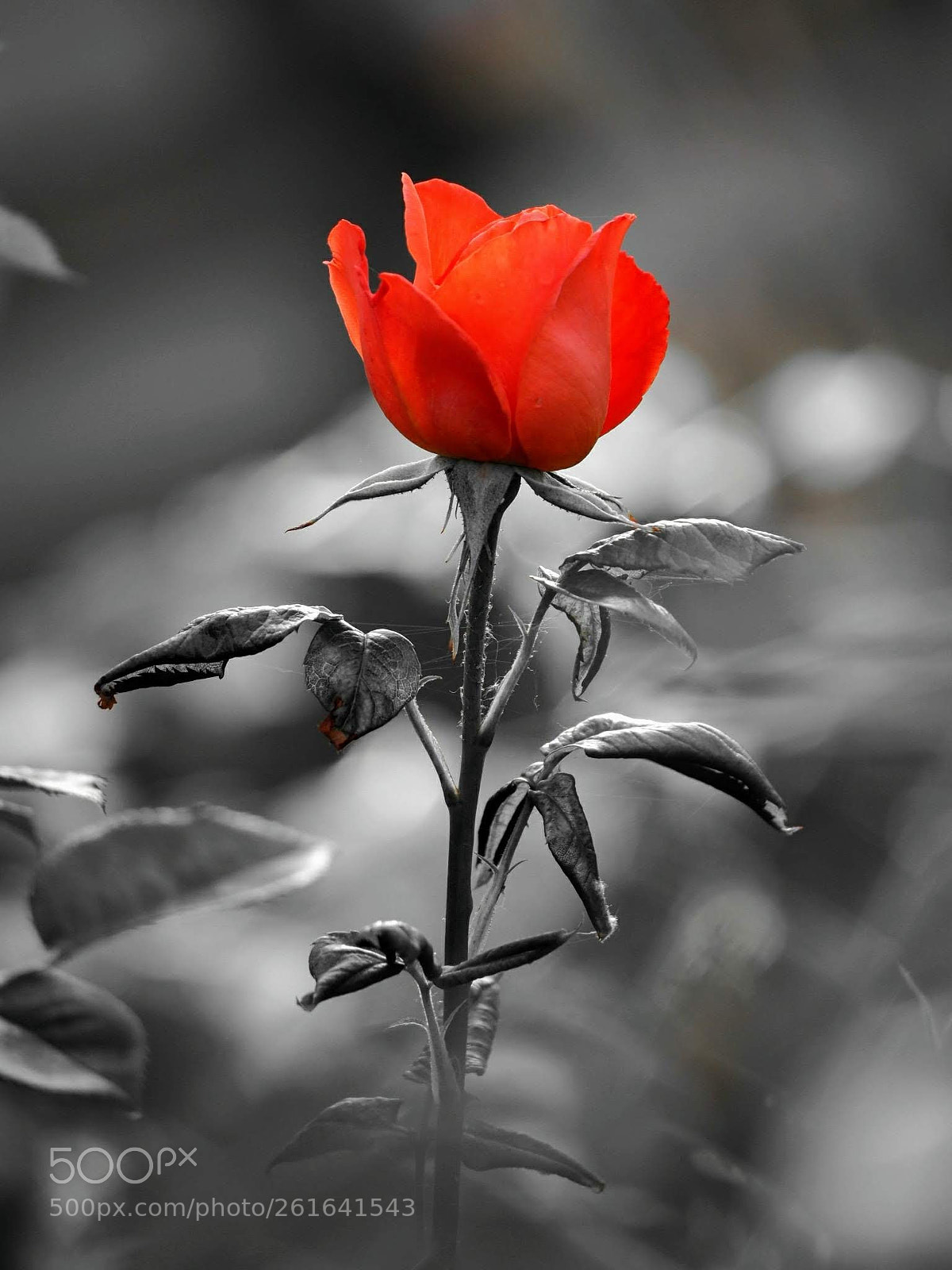 Olympus OM-D E-M10 II sample photo. Black and red photography