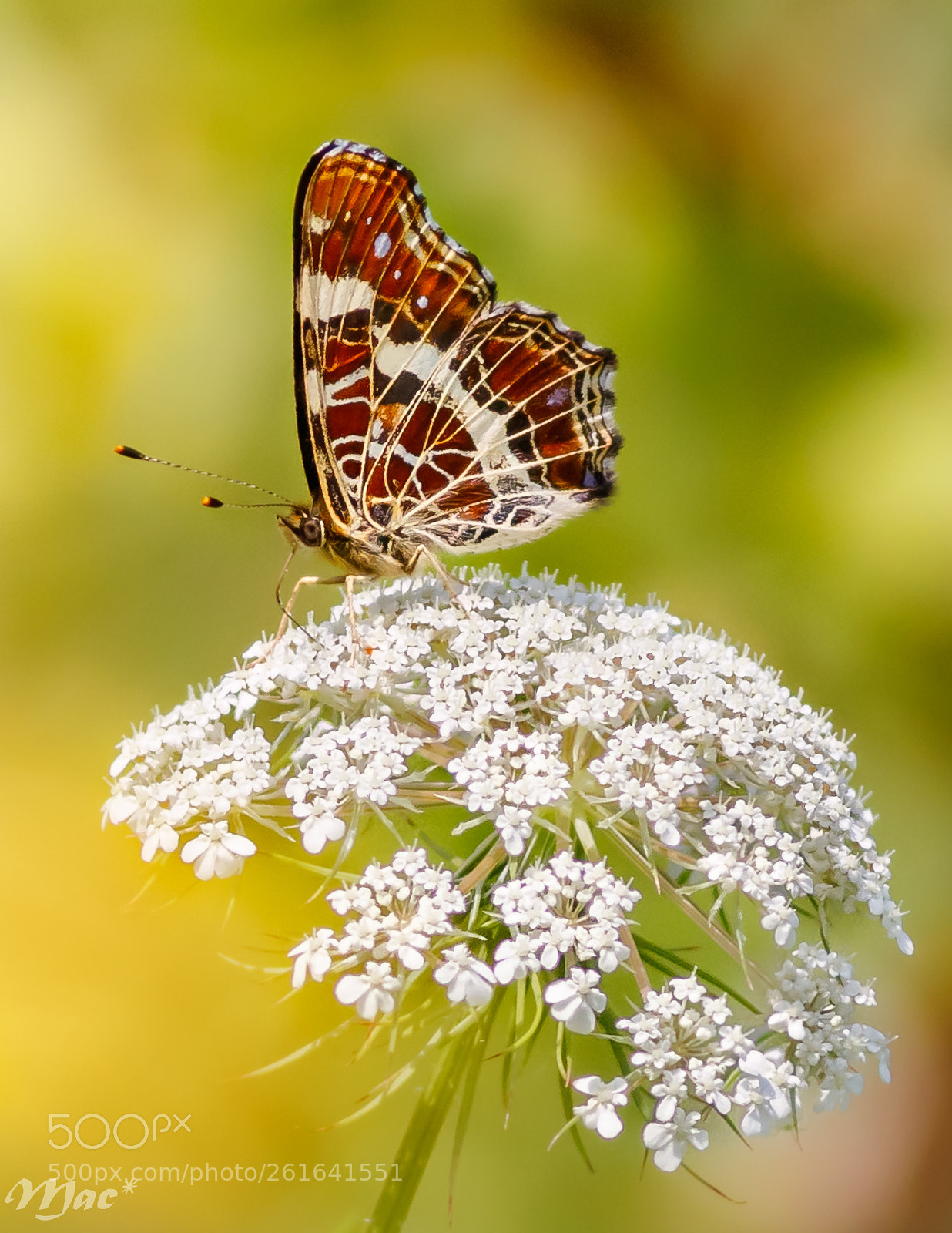 Canon EOS 7D Mark II sample photo. Landkaartje photography