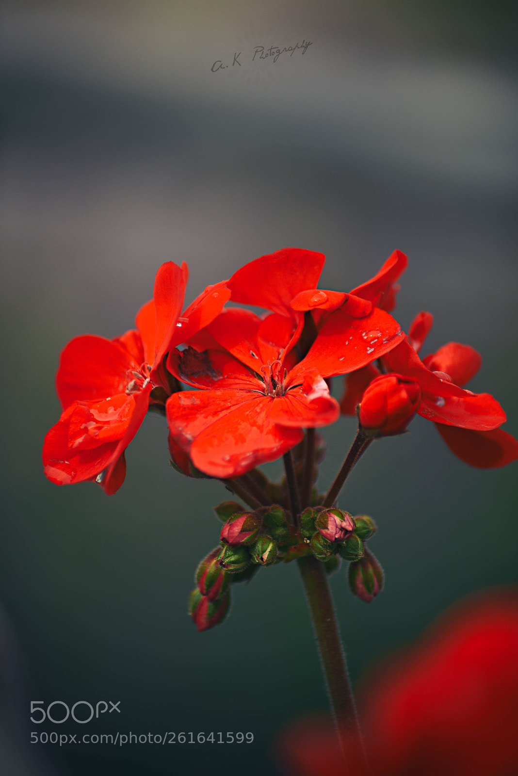 Nikon D750 sample photo. Red photography