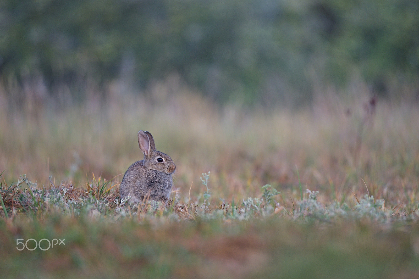 Sigma 150-600mm F5-6.3 DG OS HSM | S sample photo. Oryctolagus junior photography