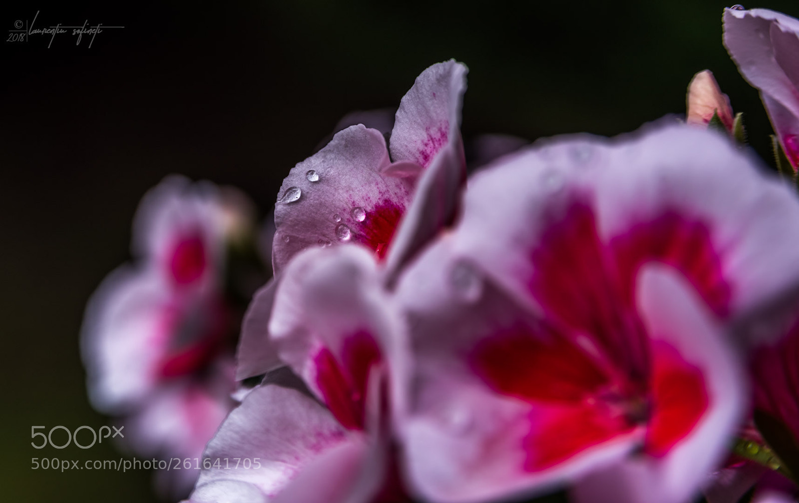 Nikon D750 sample photo. Fade to black photography