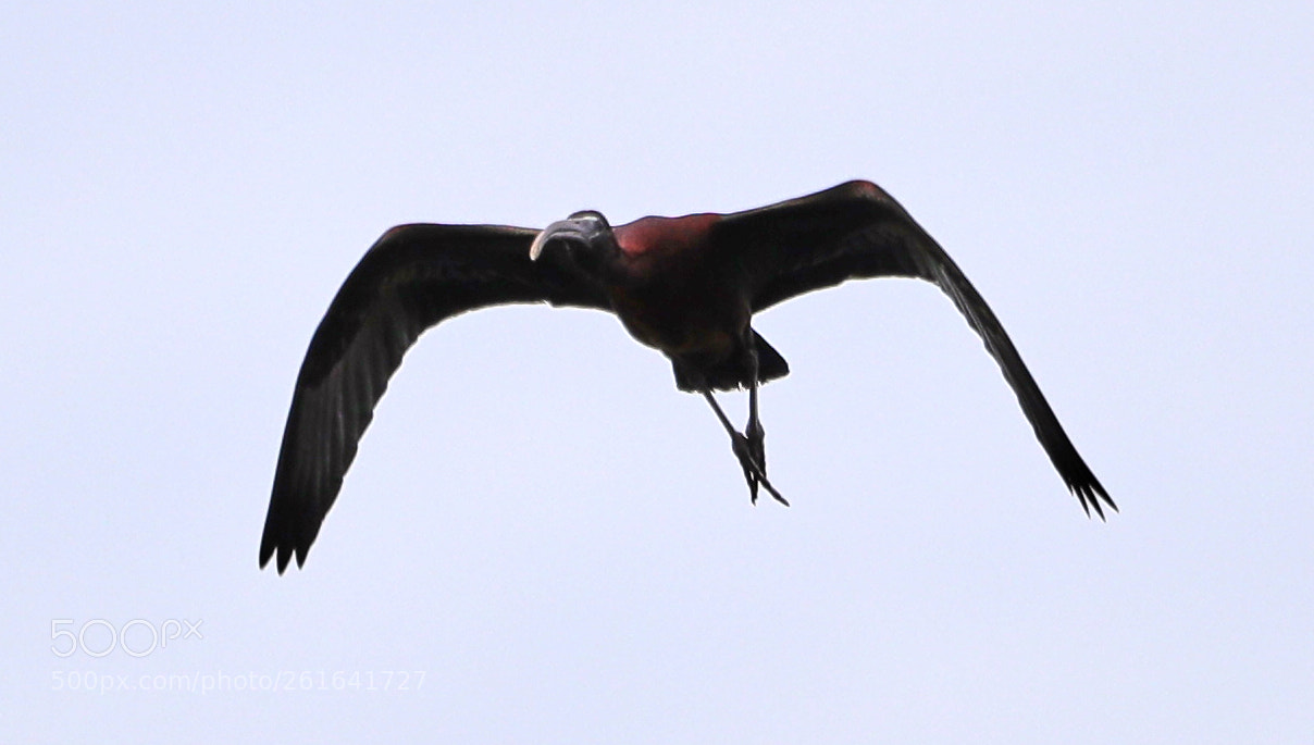 Canon EOS-1D X Mark II sample photo. 06-10-18-0021922.jpg photography