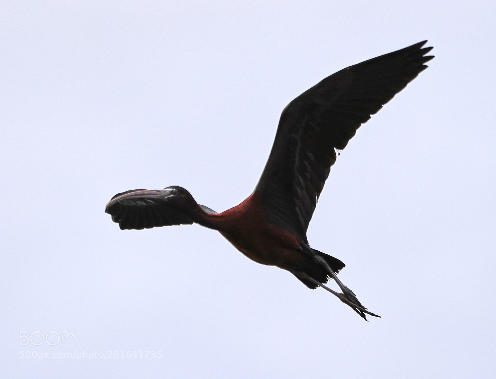 Canon EOS-1D X Mark II sample photo. 06-10-18-0021920.jpg photography