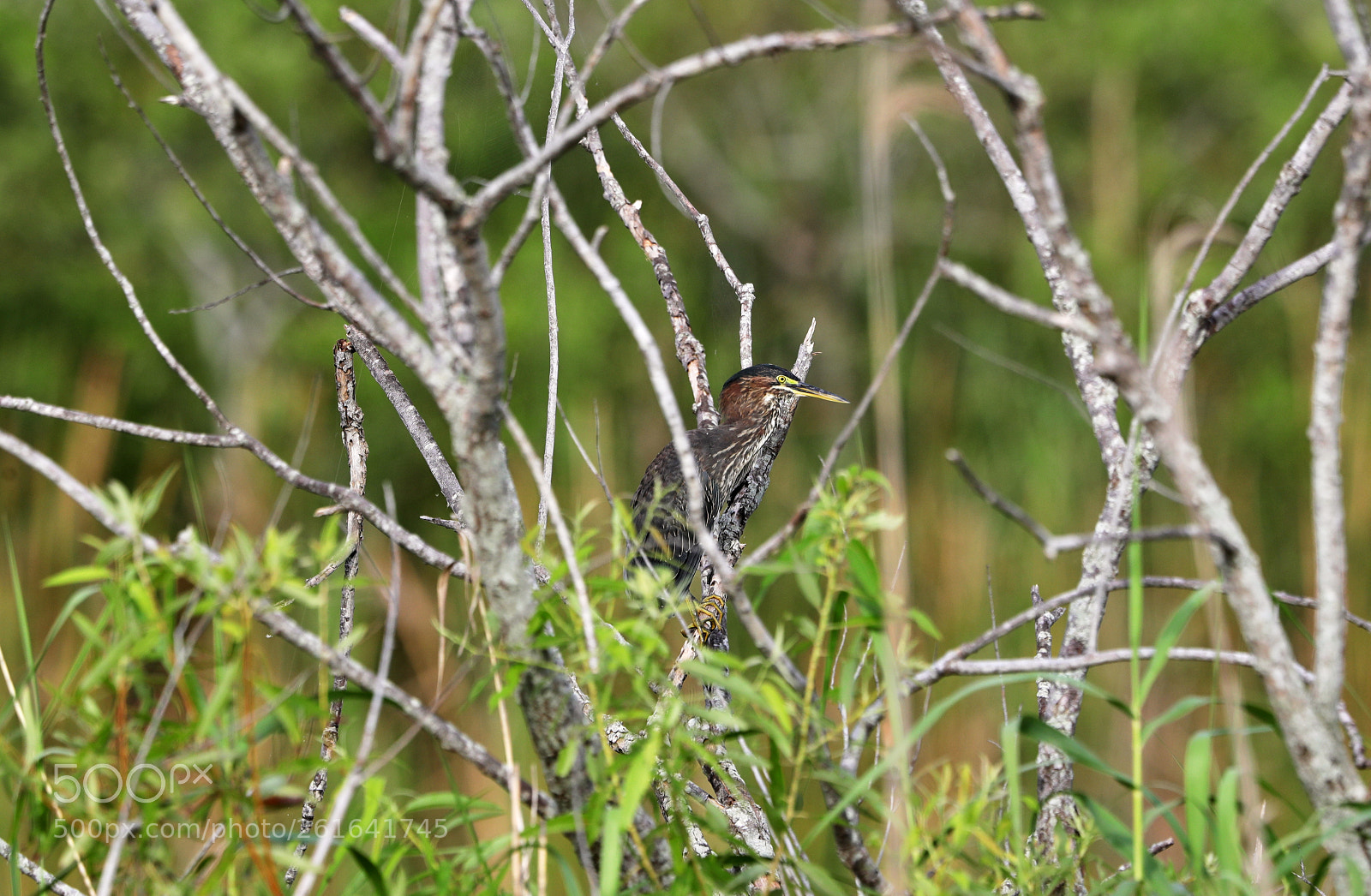 Canon EOS-1D X Mark II sample photo. 06-10-18-0021971.jpg photography