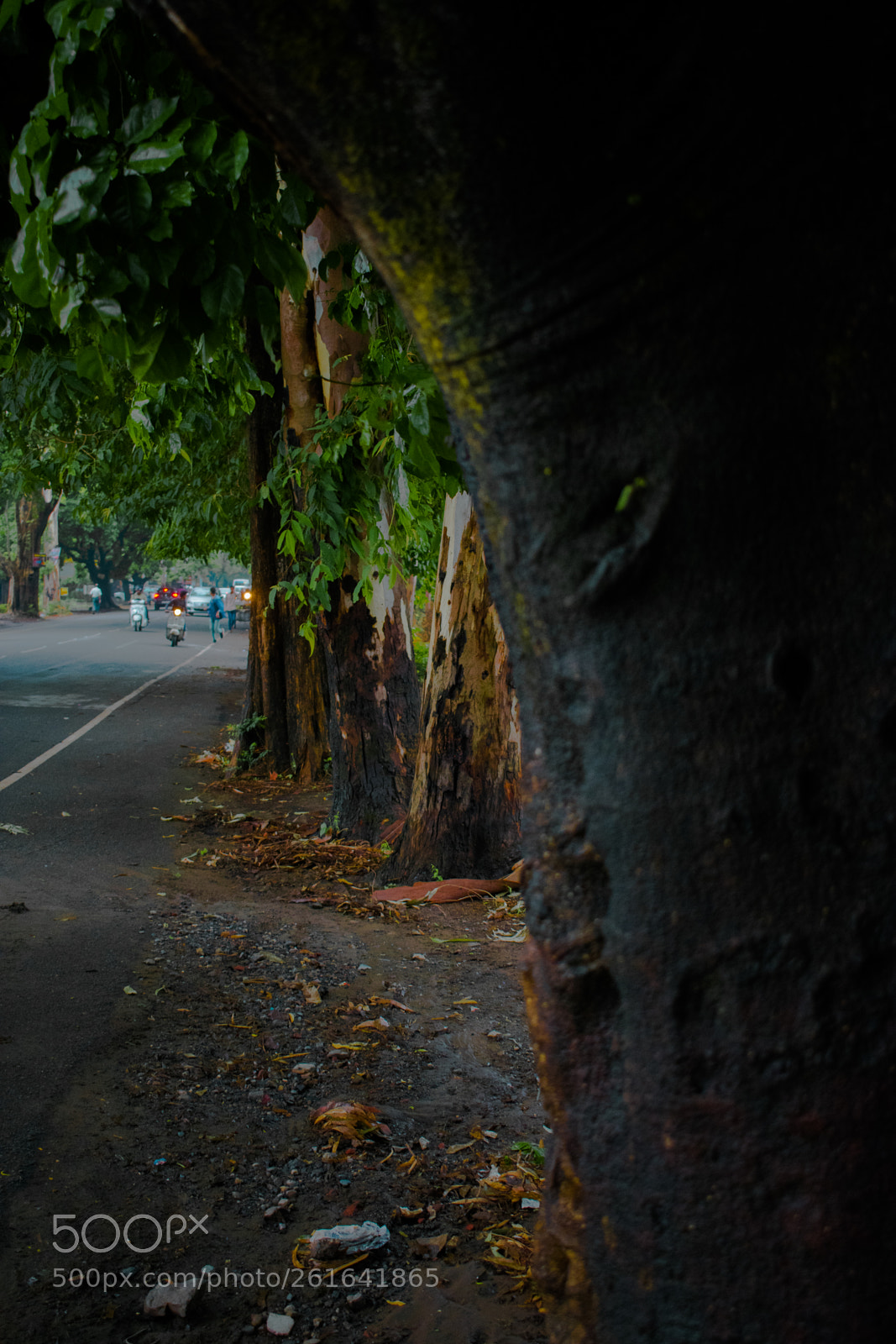 Nikon D3400 sample photo. After effects of rain photography