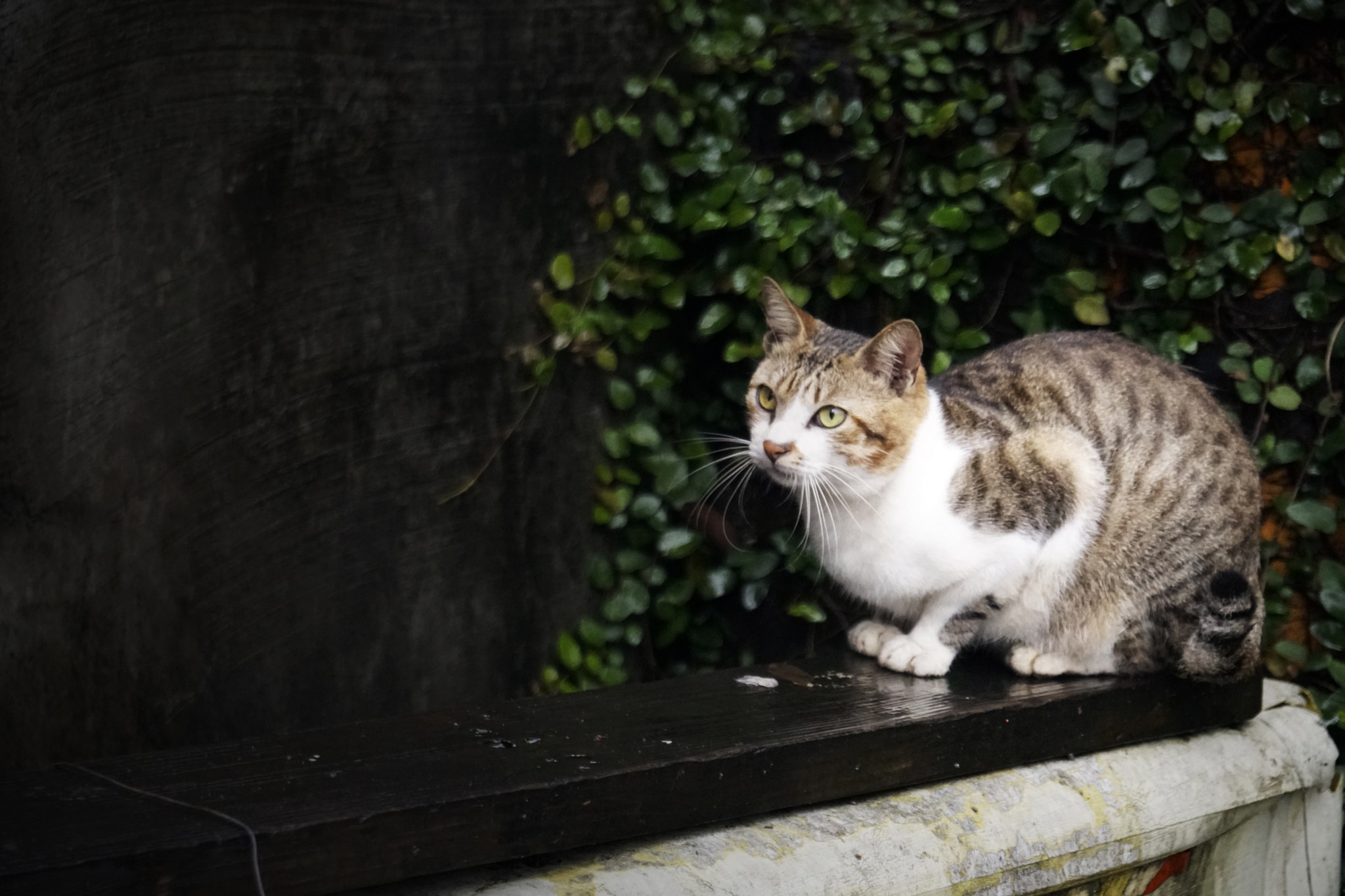 Sony a6500 sample photo. Wild cat semi-crouching in taiwan.  photography