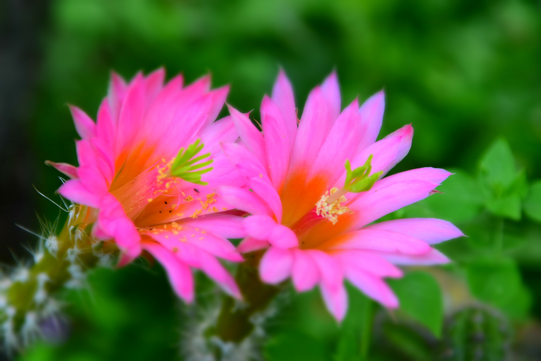 Nikon D5600 sample photo. Dsc photography