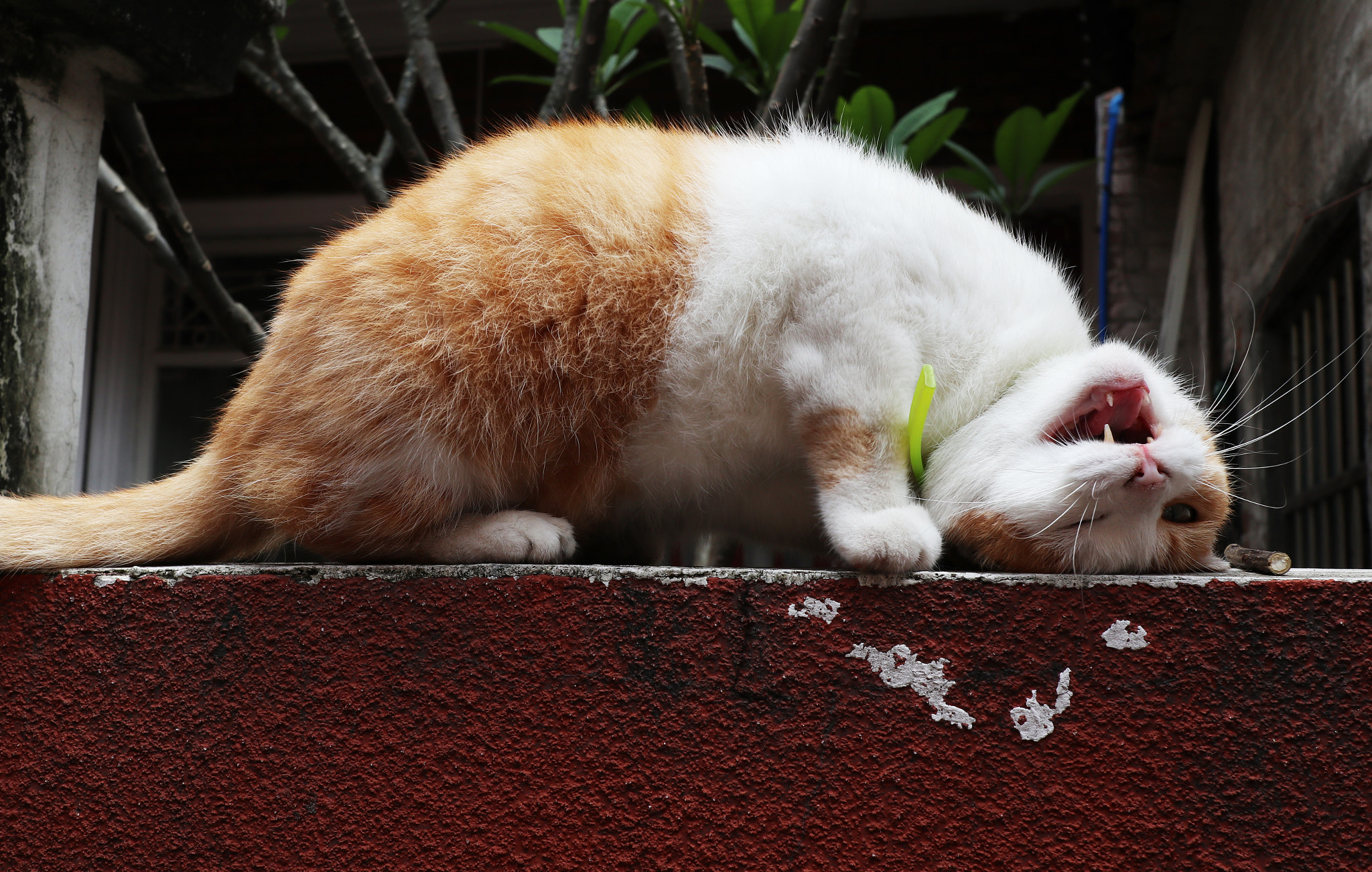 Canon EOS M100 sample photo. Img photography