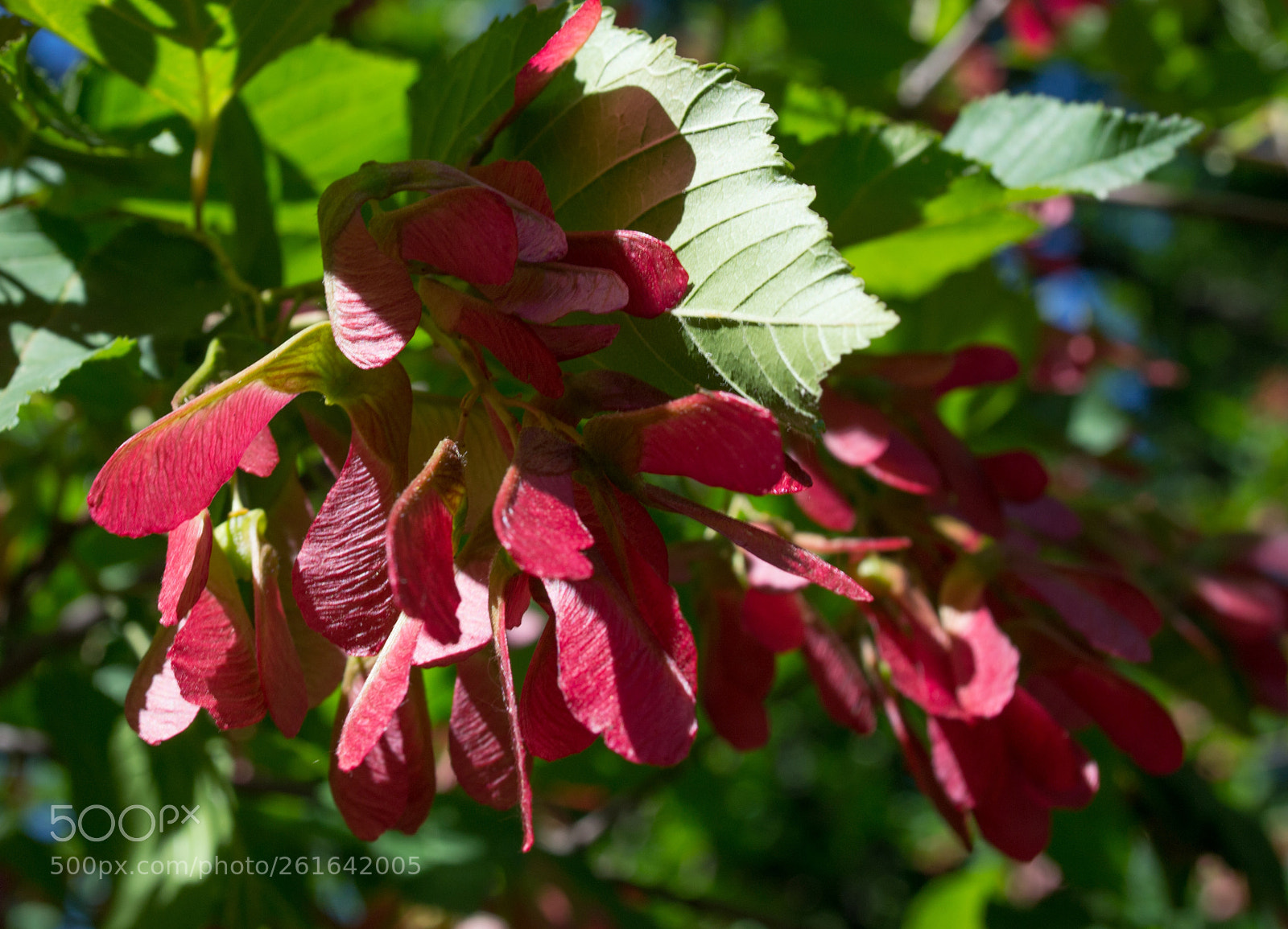 Nikon D3100 sample photo. Red maple photography