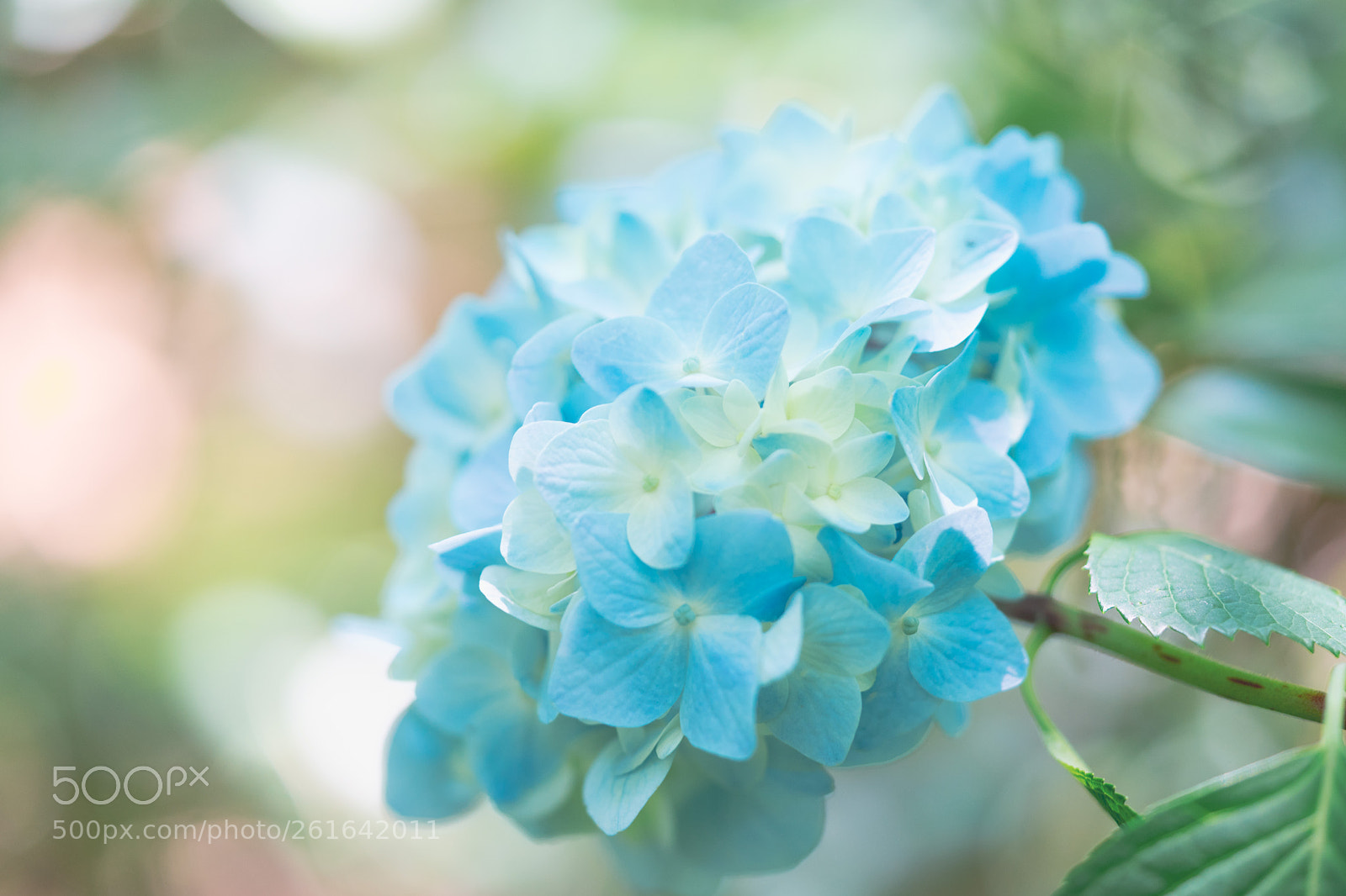 Sony a7 II sample photo. A hydrangea photography