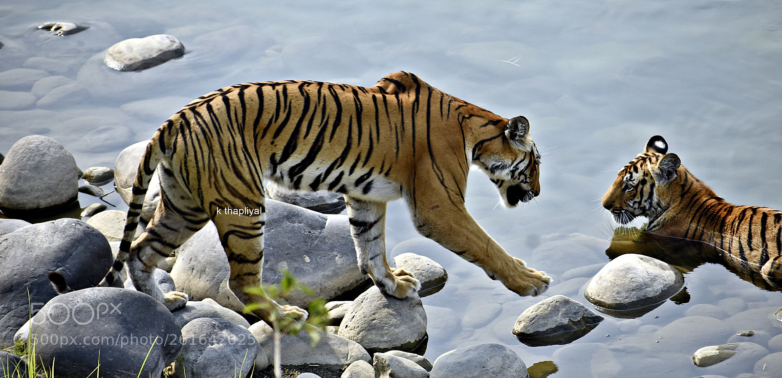 Nikon D750 sample photo. Tigres with her cub photography