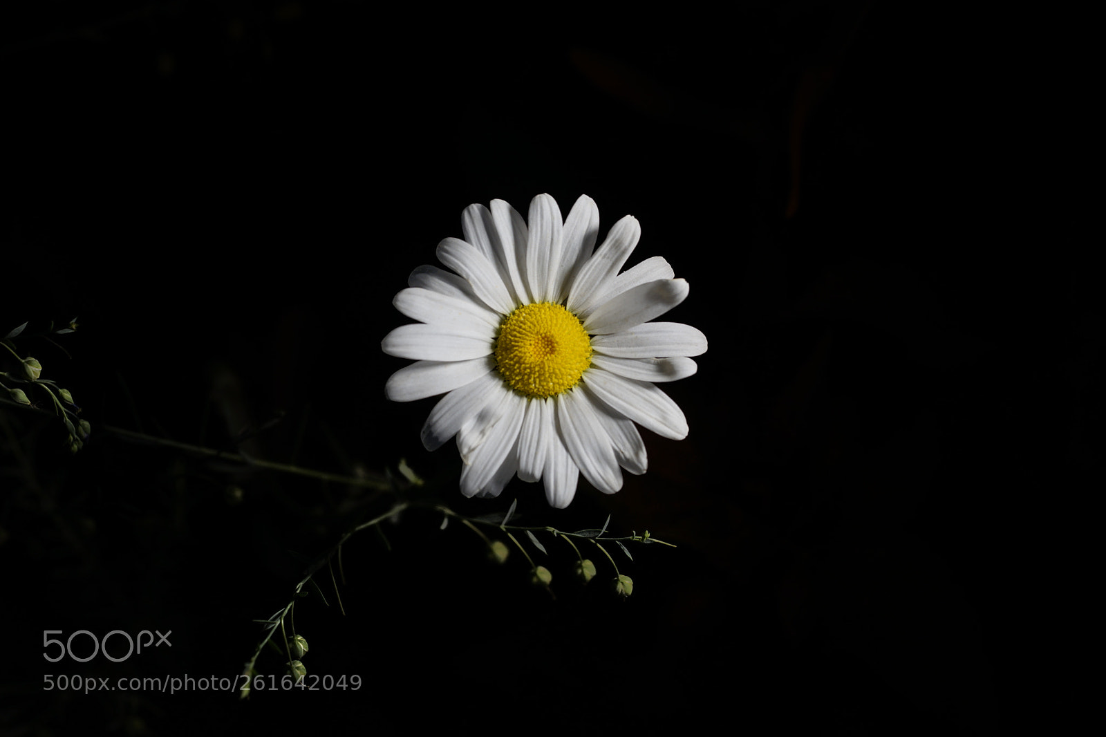 Sony a7 II sample photo. Dsc photography