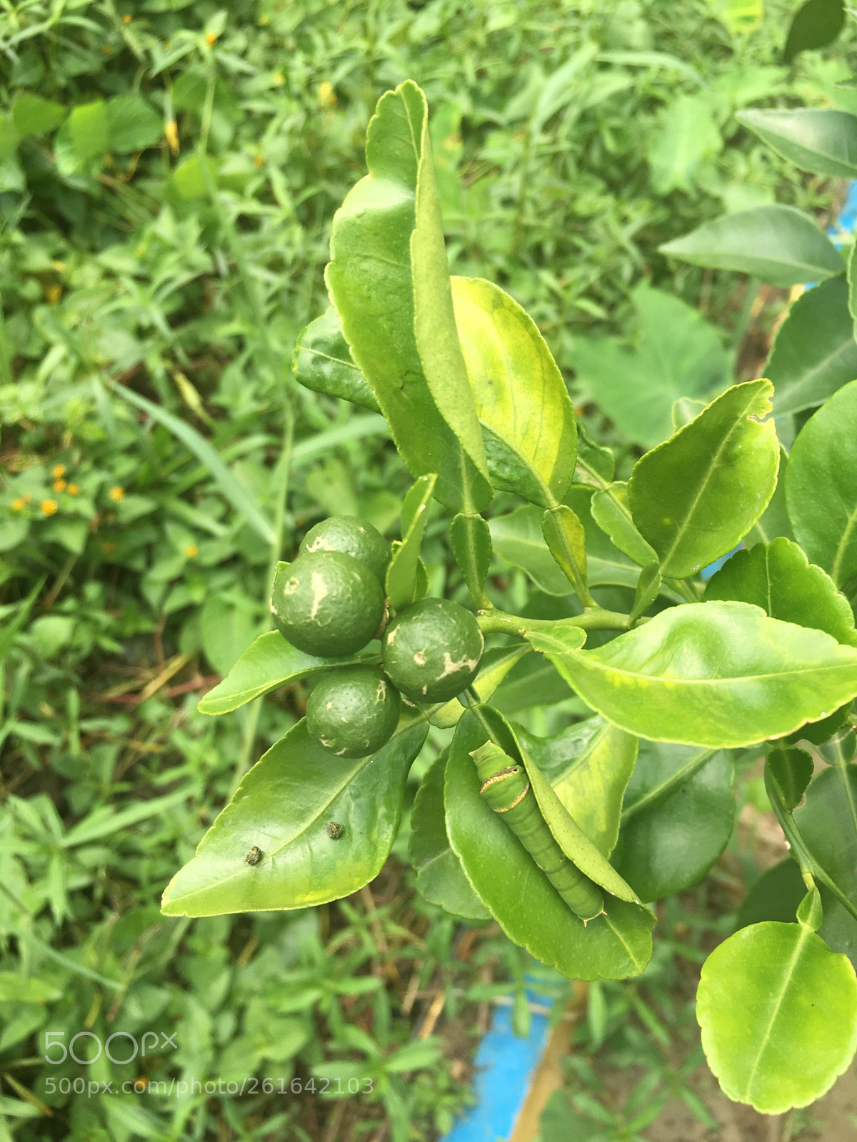 Apple iPhone 6s Plus sample photo. Untitled photography