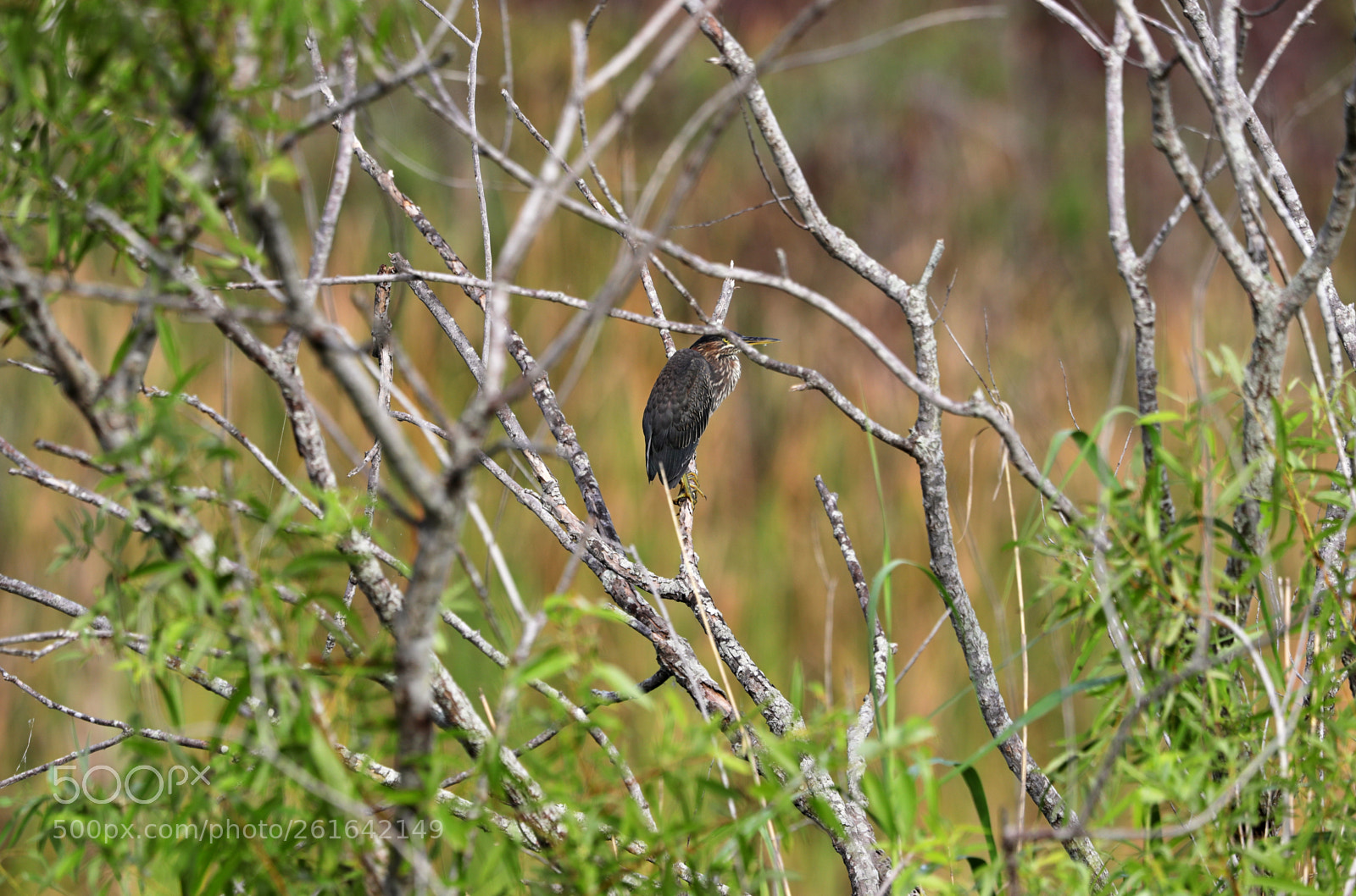 Canon EOS-1D X Mark II sample photo. 06-10-18-0021981.jpg photography